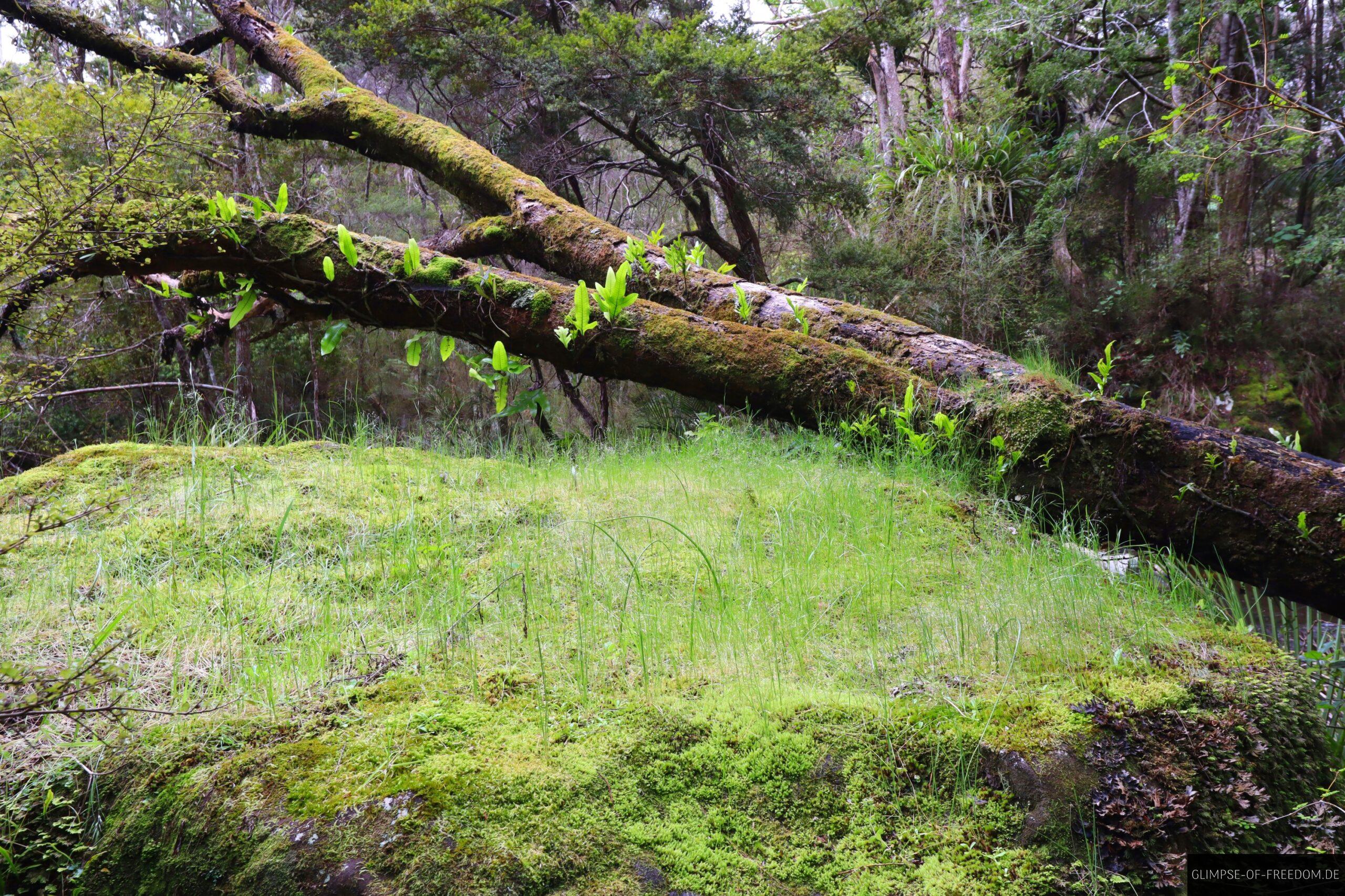 Neuseelaendische Natur scaled Neuseeländische Natur