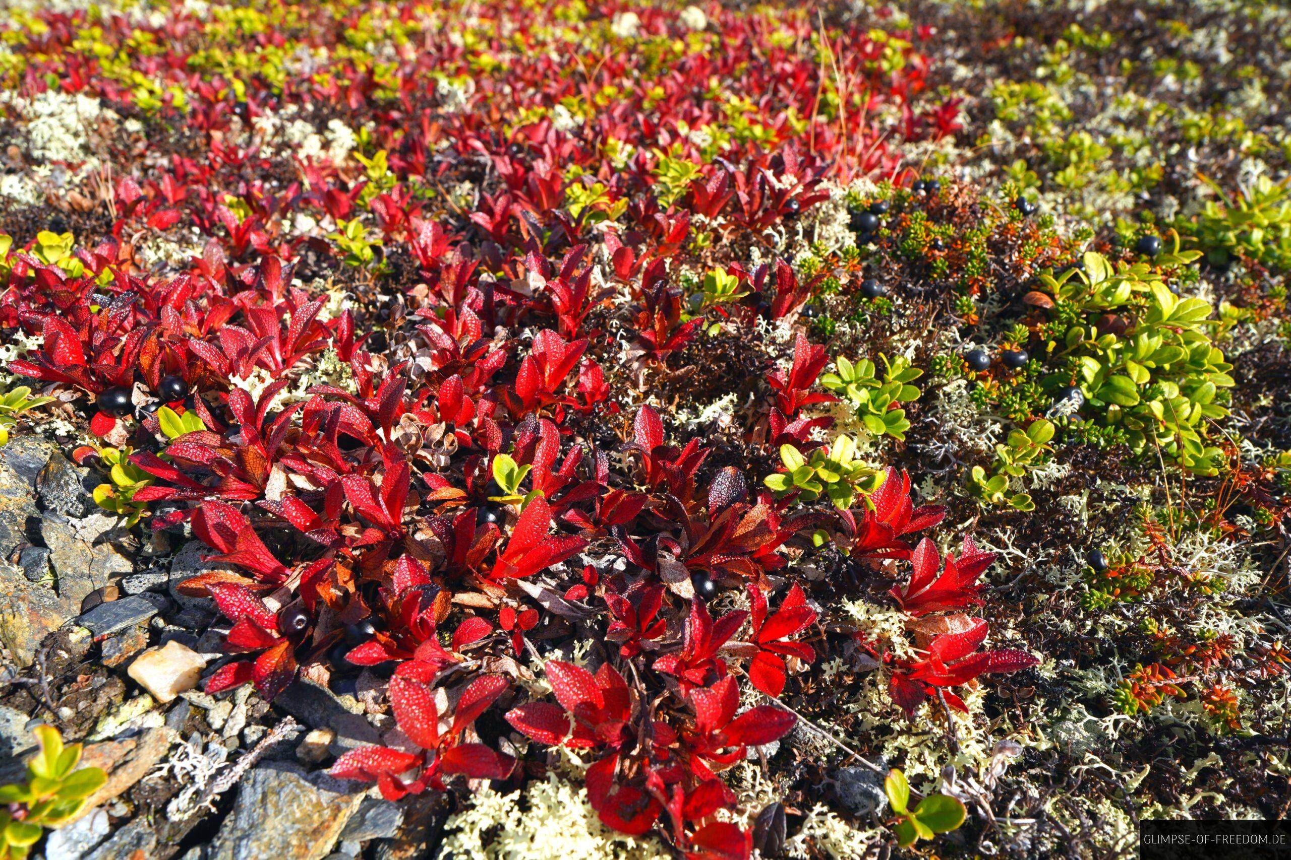 Norwegische Beerenstraeucher scaled Norwegische Beerensträucher