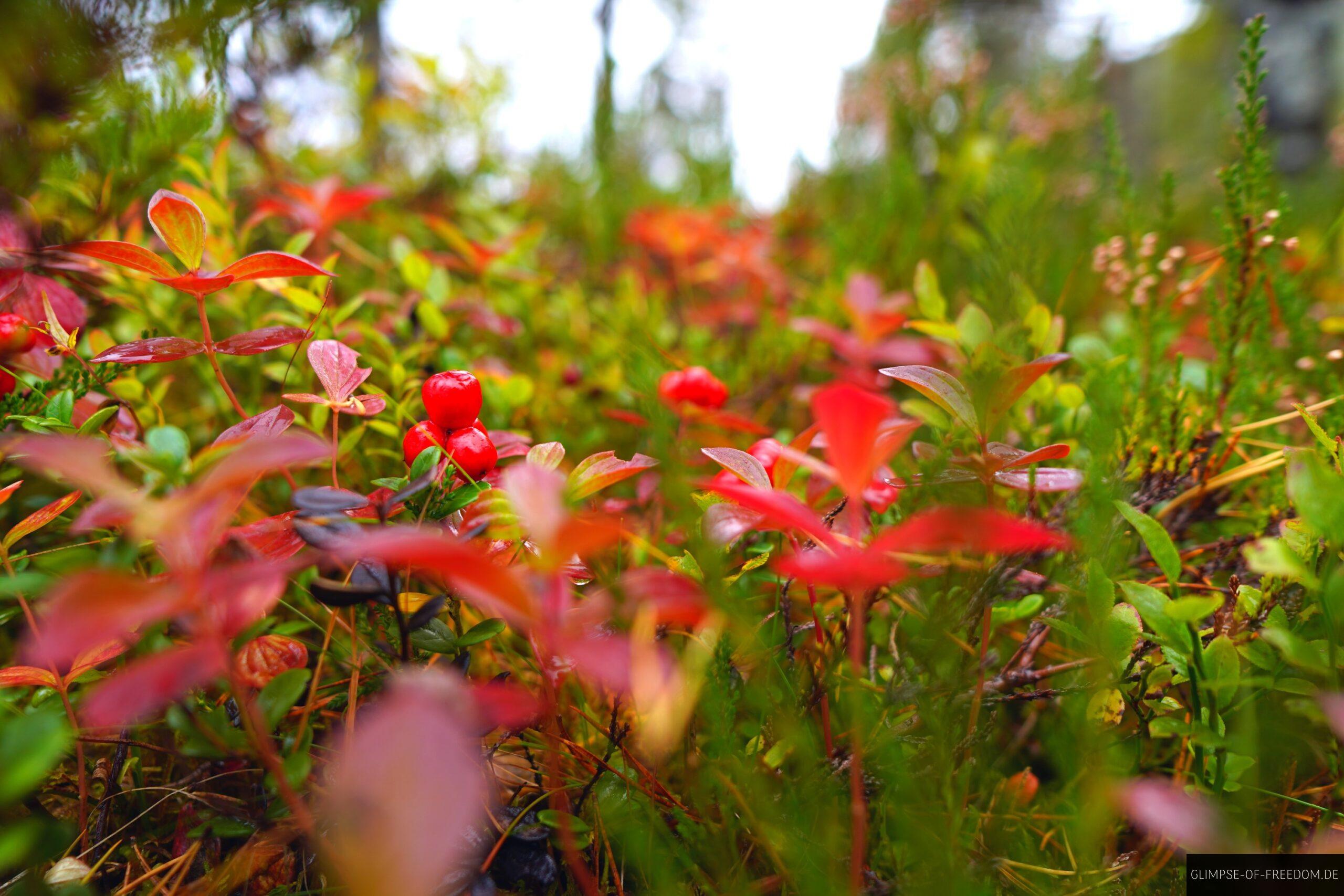 Norwegische Natur am Gaularfjellet scaled Norwegische Natur am Gaularfjellet
