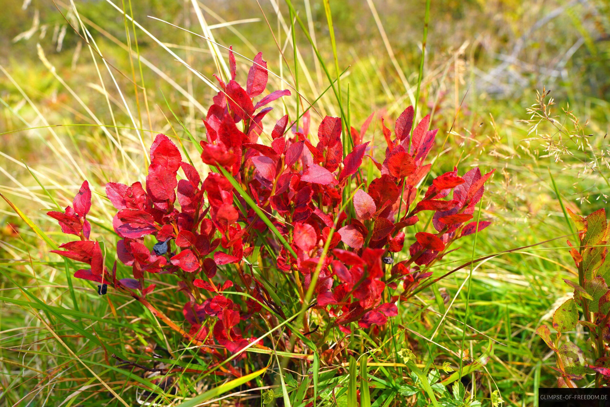 Norwegische Pflanzenwelt am Oksen scaled Norwegische Pflanzenwelt am Oksen