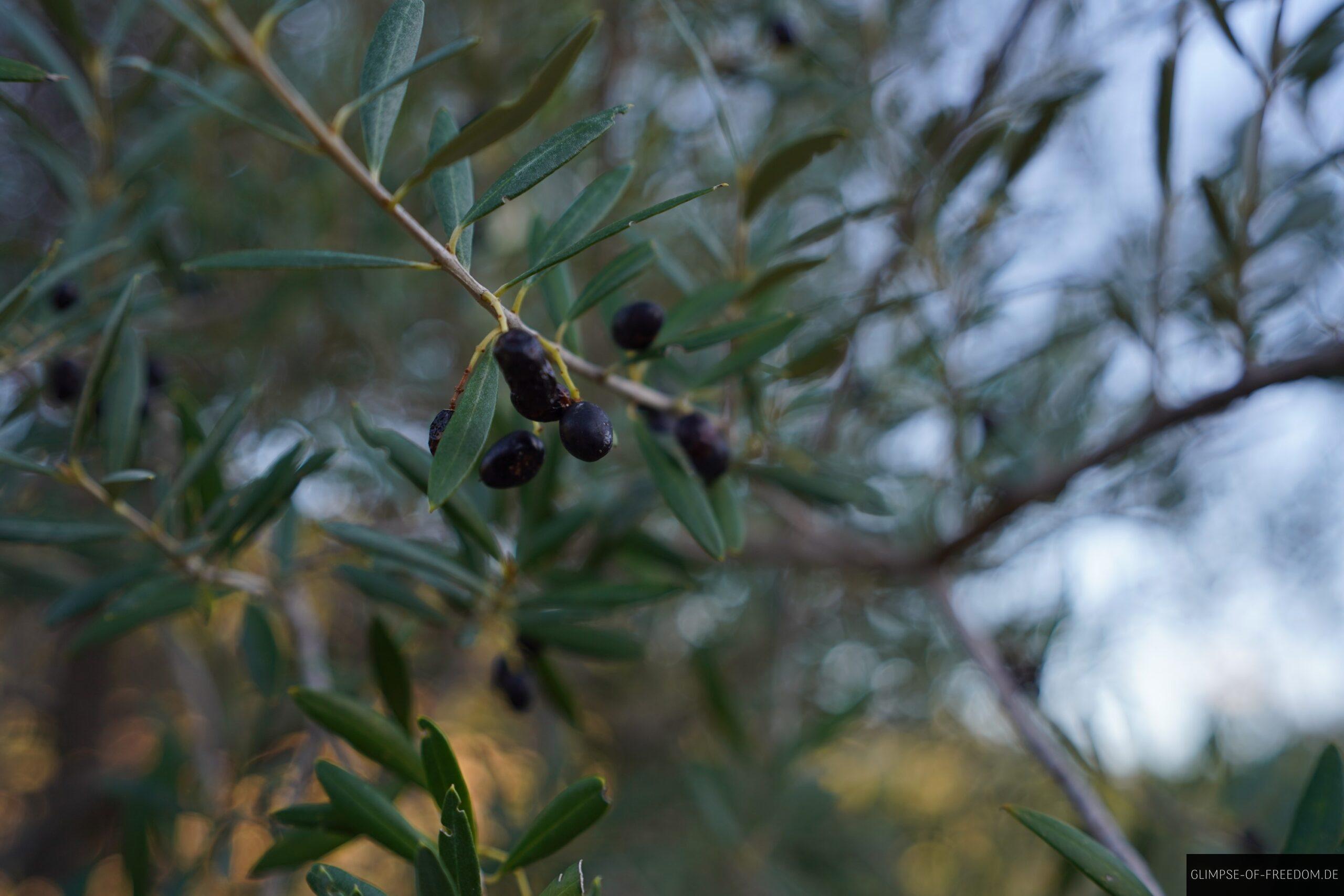 Olivenbaeume scaled Olivenbäume