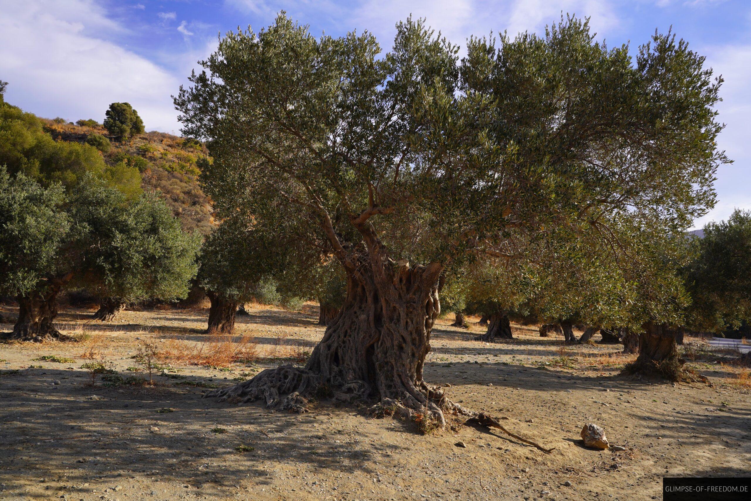 Olivenbaum auf der Preveli Tour scaled Olivenbaum auf der Preveli Tour