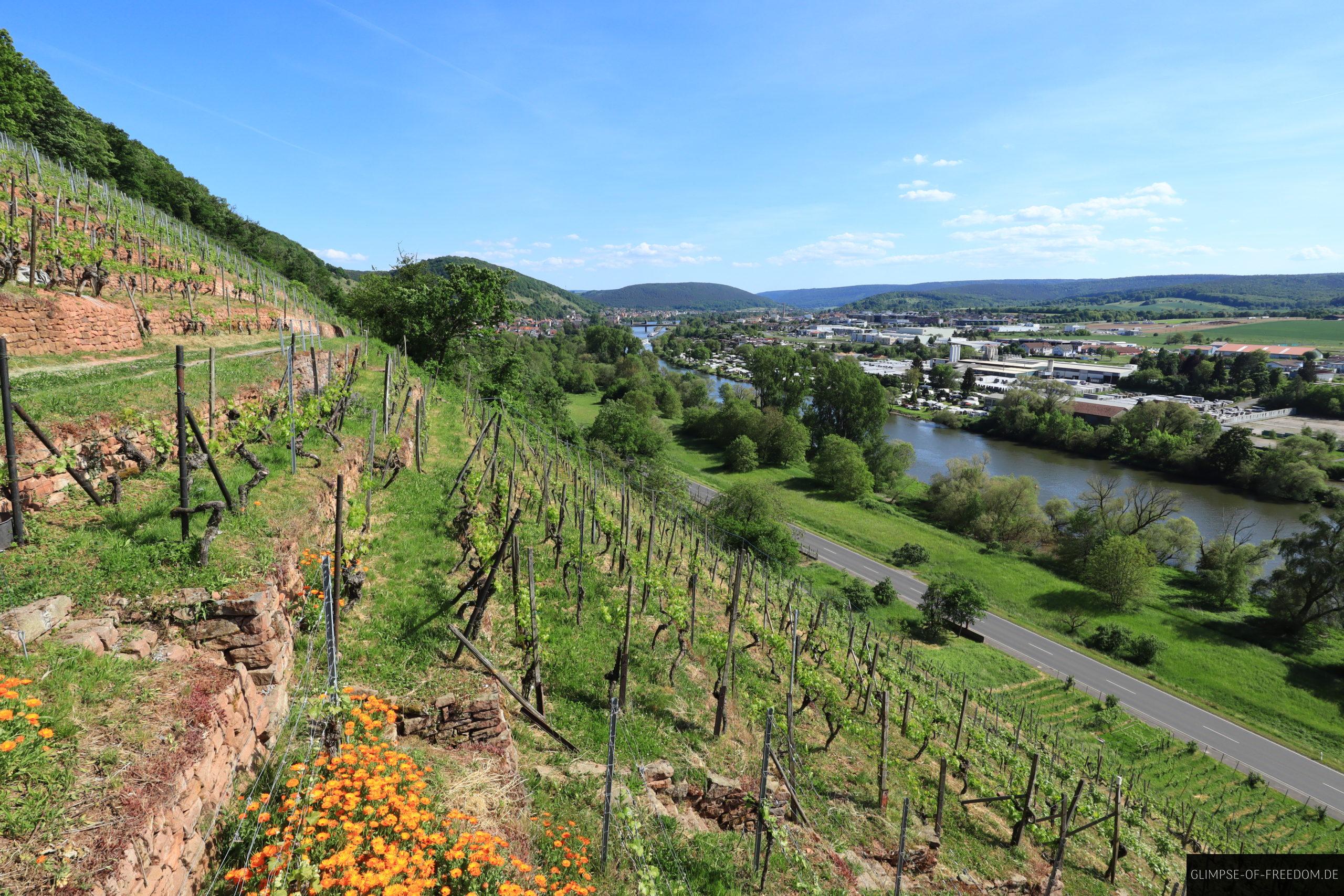 Orangenfarbene Blumen am Weinberg