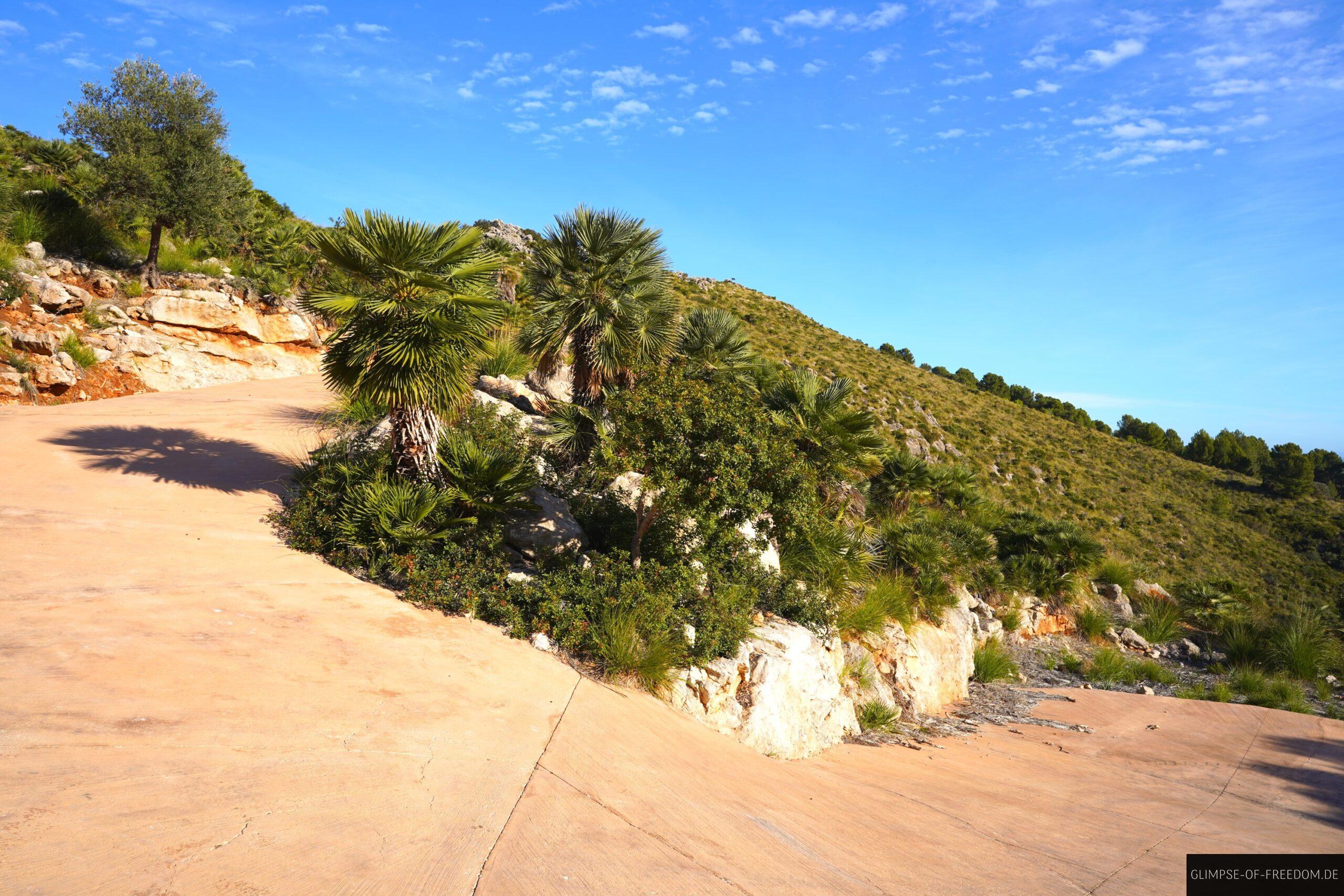 Palmen am Wegrand im Naturpark Llevant scaled Palmen am Wegrand im Naturpark Llevant