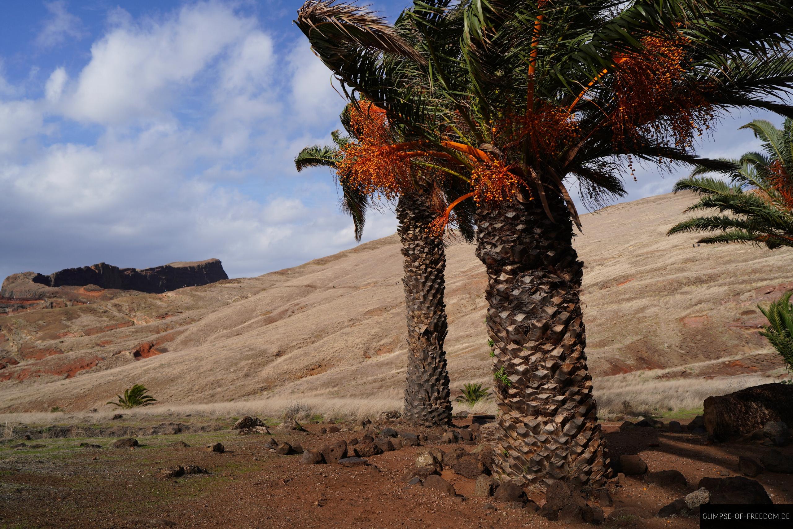 Palmen an der Casa do Sardinha Palmen an der Casa do Sardinha