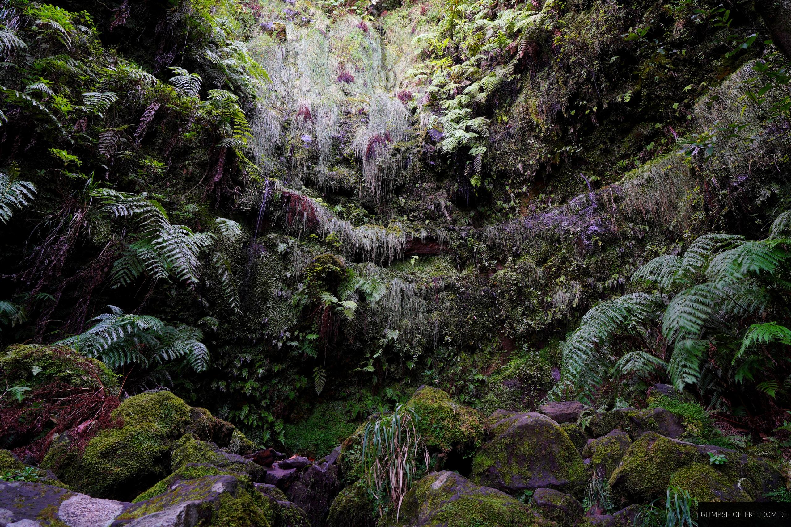 Paradiesischer Ort an der Levada do Caldeirao Verde Paradiesischer Ort an der Levada do Caldeirao Verde