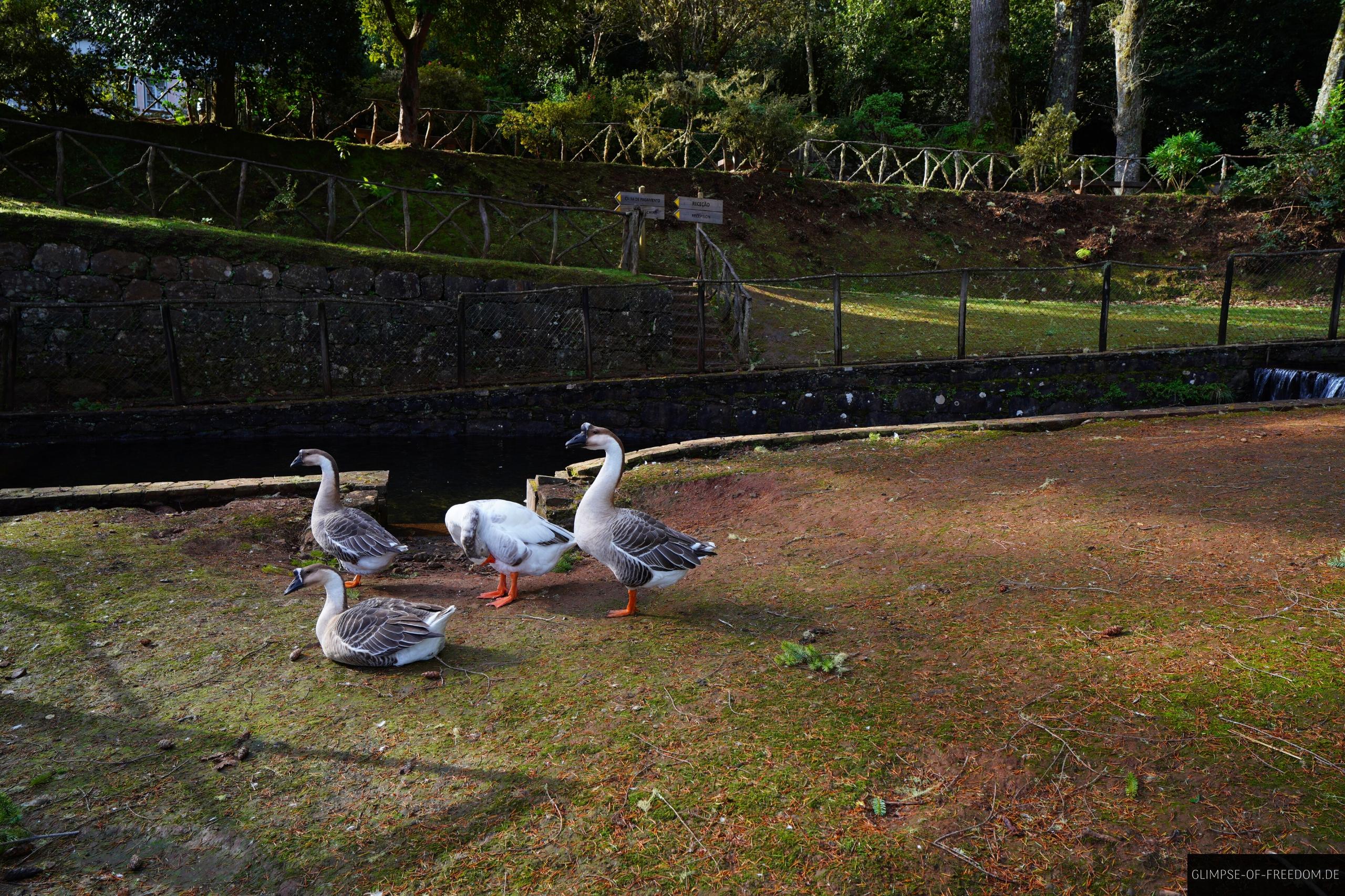 Parque Florestal das Queimadas Gaense Parque Florestal das Queimadas Gänse