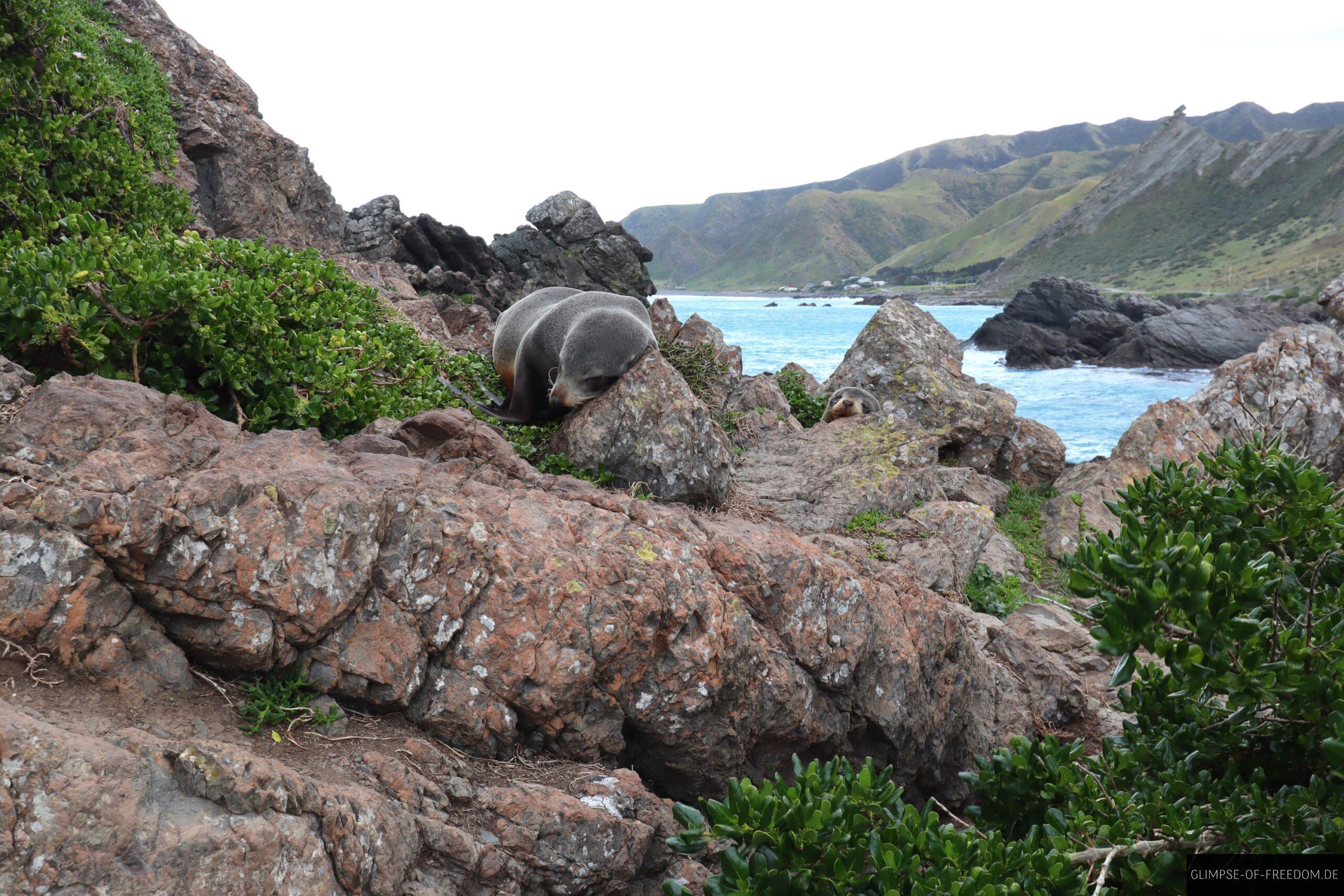 Pelzrobbe entspannt scaled Pelzrobbe entspannt