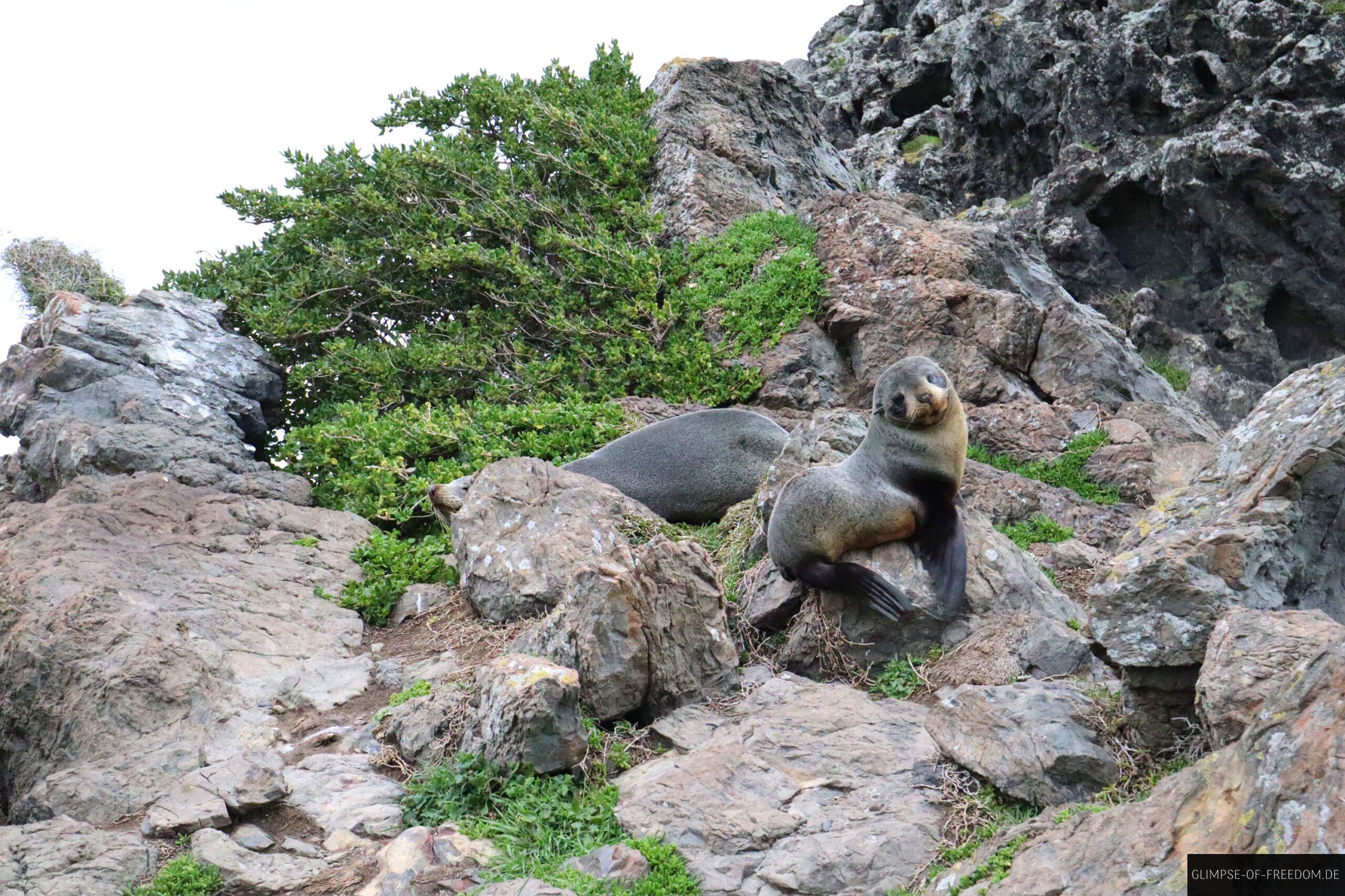 Pelzrobbenkolonie am Cape Palliser scaled Pelzrobbenkolonie am Cape Palliser
