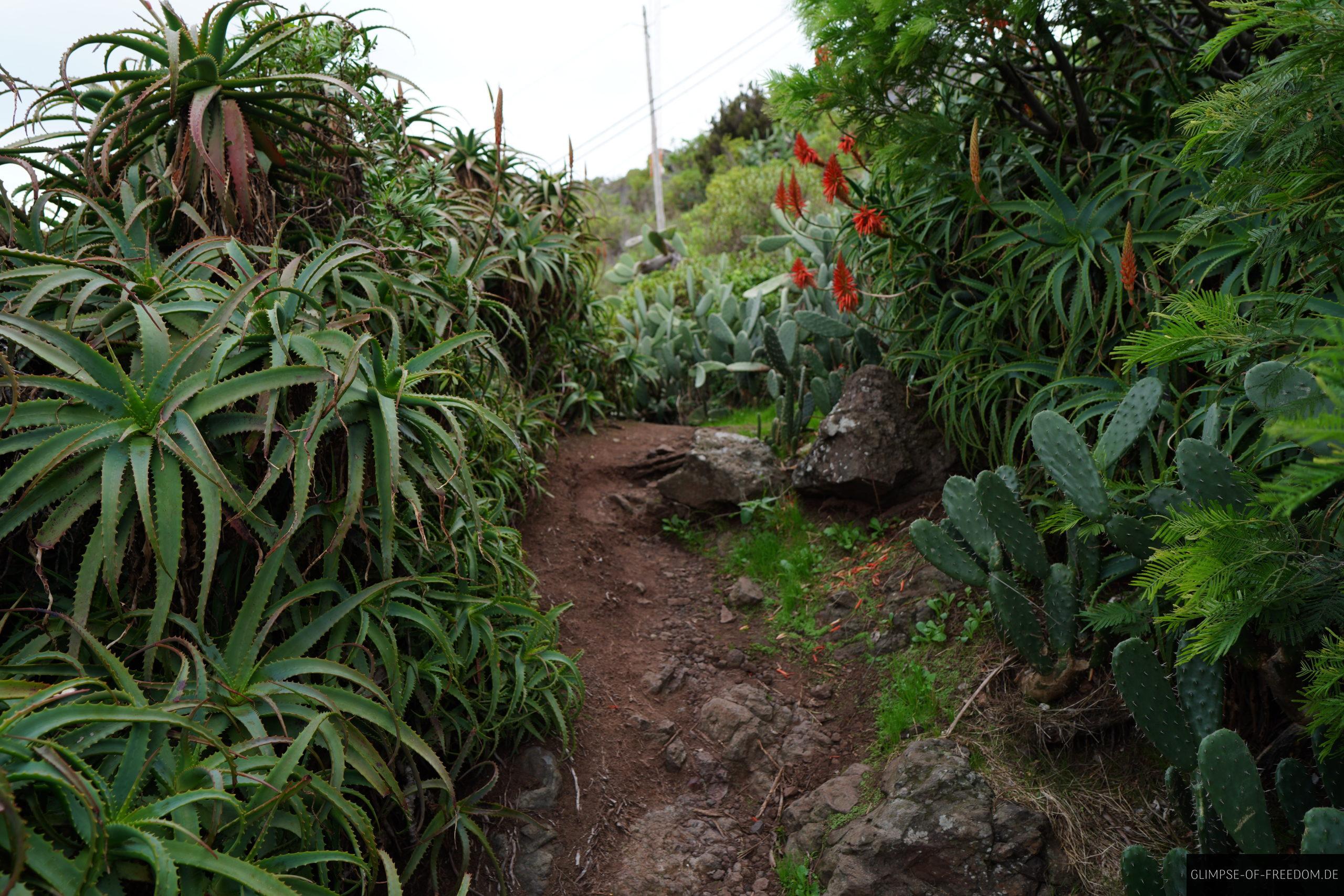 Pfad auf dem Pico do Facho Madeira scaled Pfad auf dem Pico do Facho Madeira
