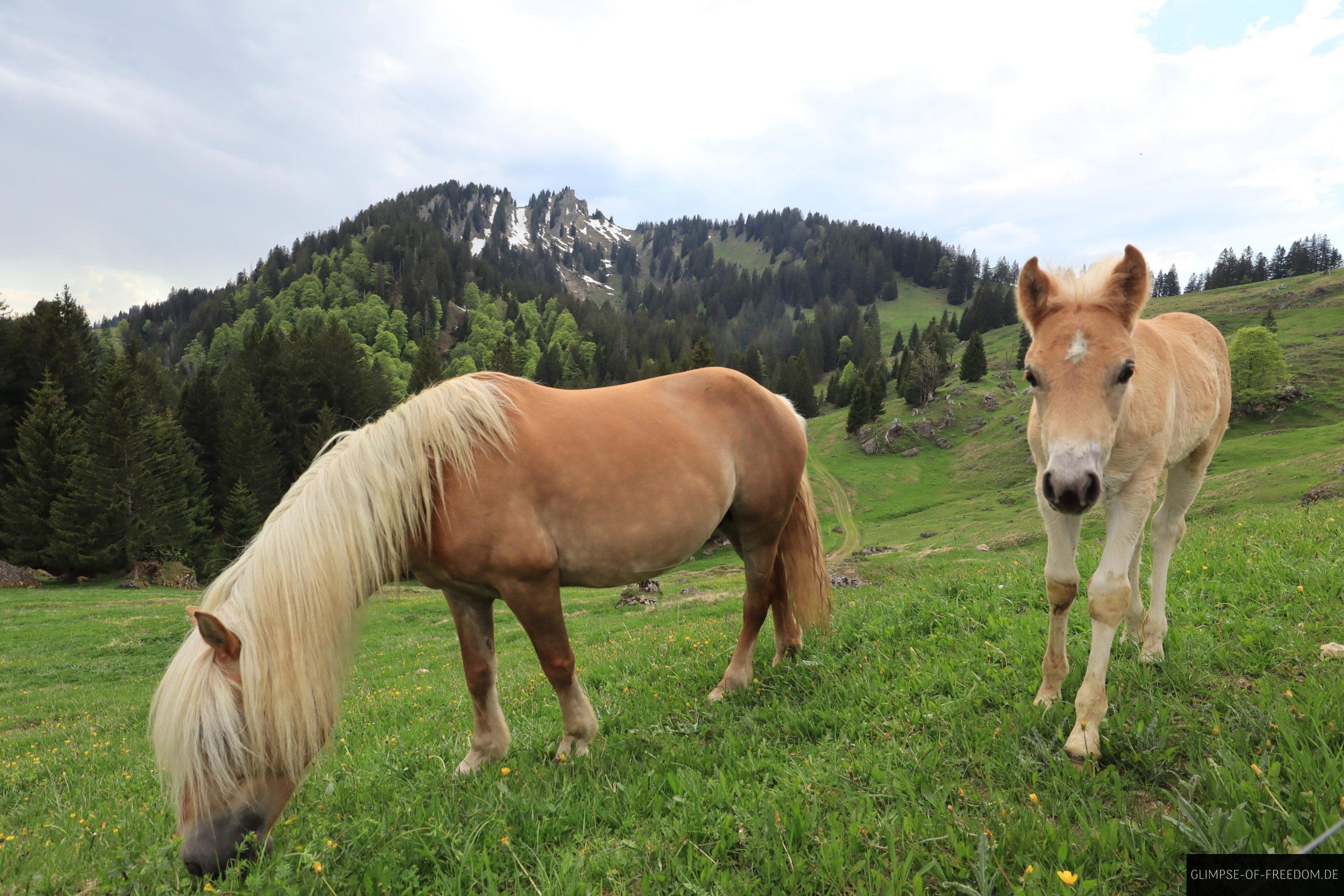 Pferd und Fohlen nahe dem allgaeuer Baerenkoepfle scaled Pferd und Fohlen nahe dem allgäuer Bärenköpfle