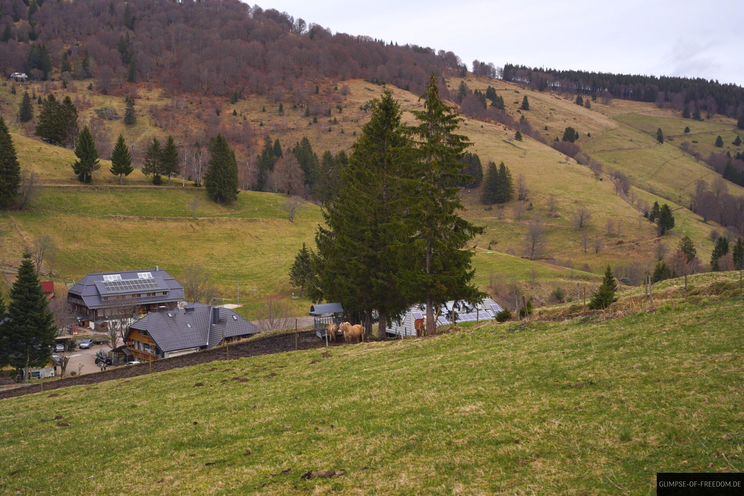 Pferdekoppel Hofsgrund scaled Pferdekoppel Hofsgrund