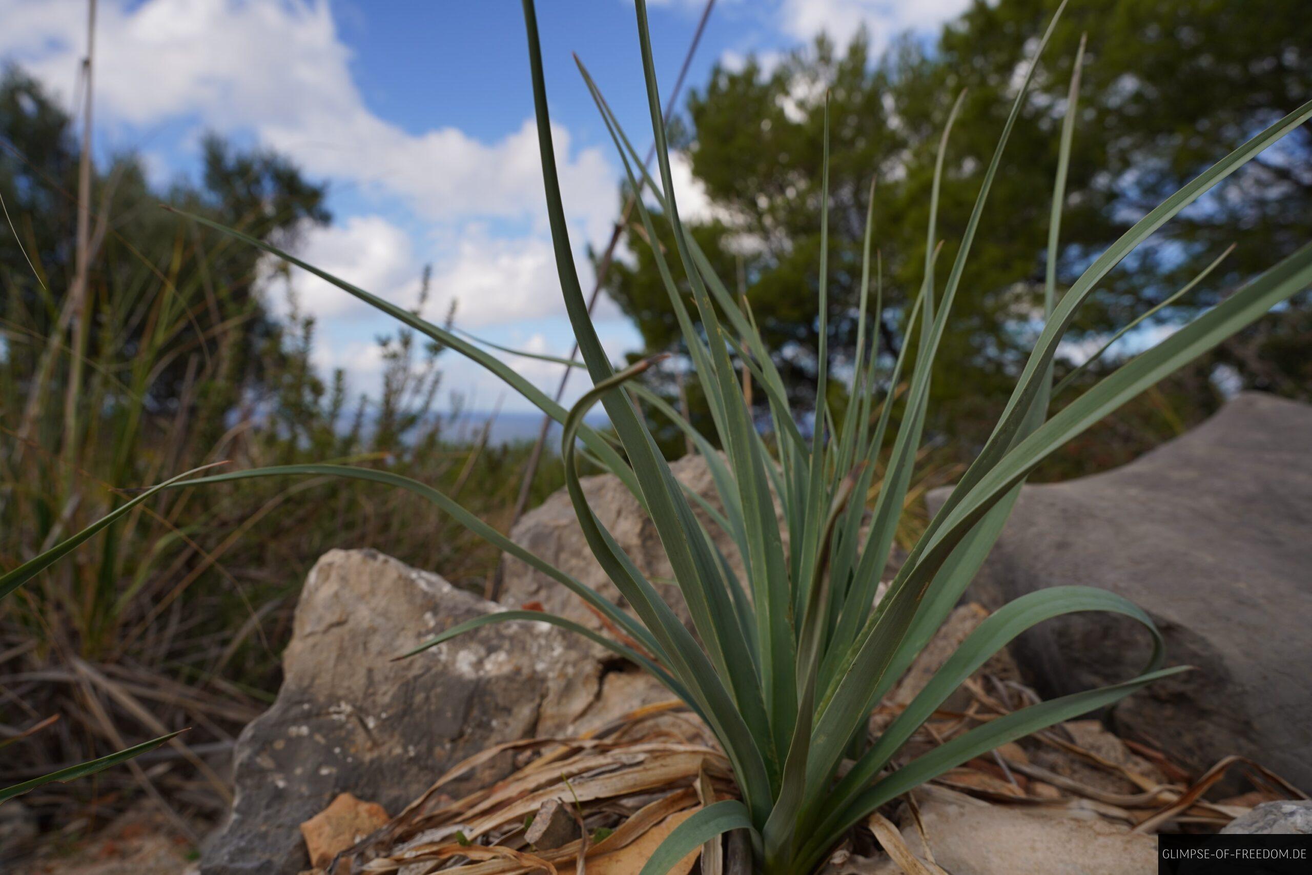 Pflanzen am Far Des Cap Gros scaled Pflanzen am Far Des Cap Gros