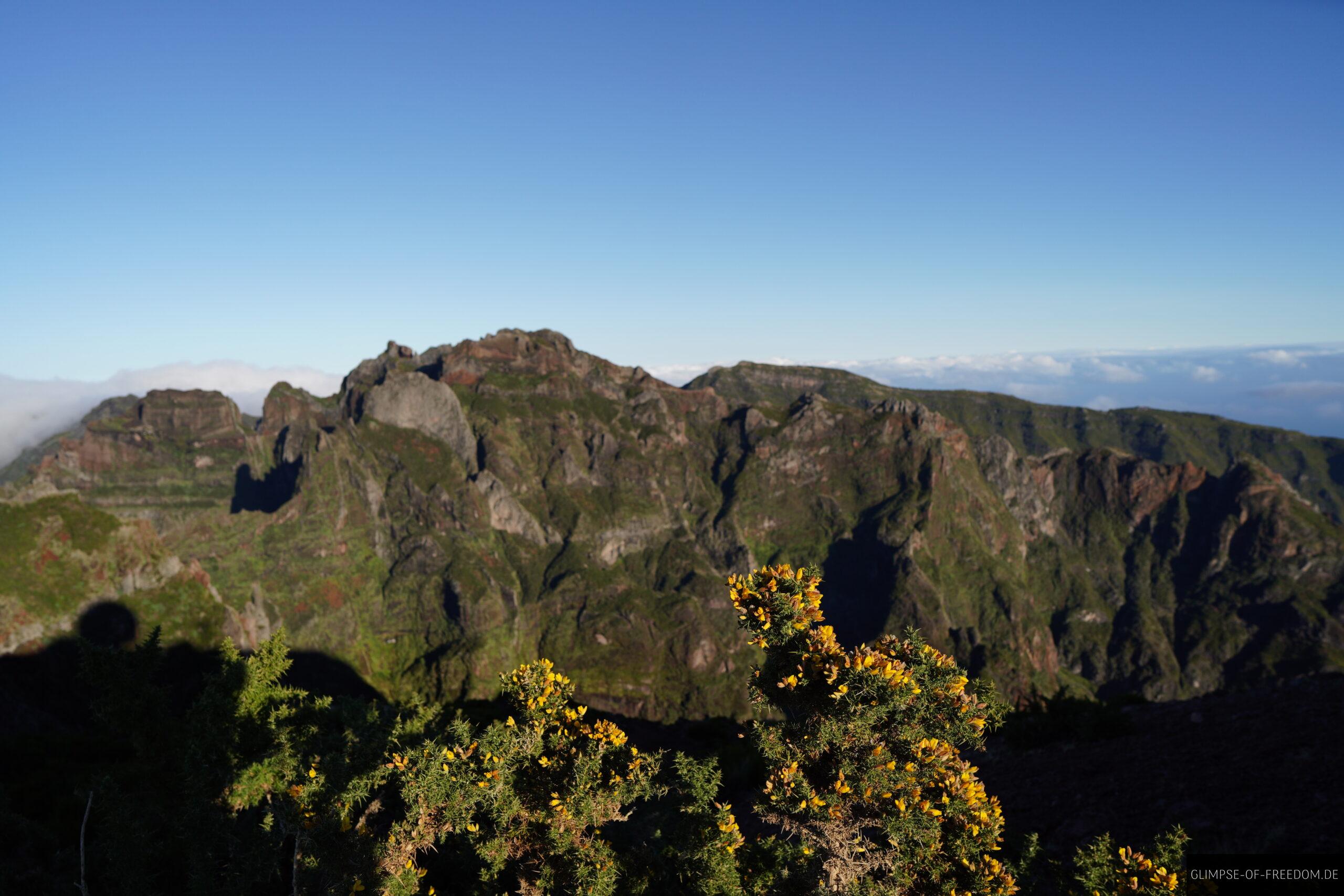 Pflanzen am Pico do Arieiro scaled Pflanzen am Pico do Arieiro