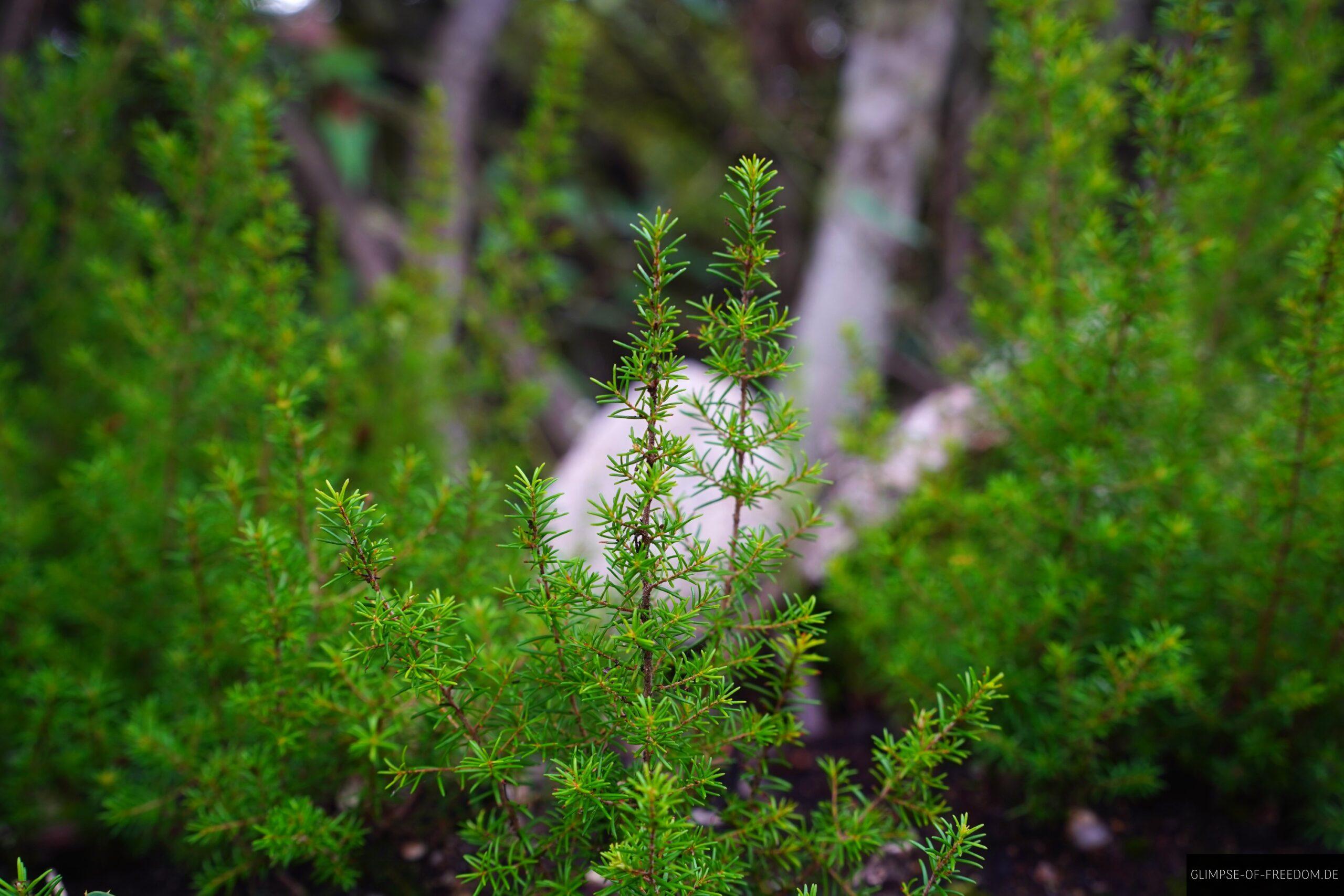 Pflanzen am Wegrand des Sentir des Cretes scaled Pflanzen am Wegrand des Sentir des Cretes