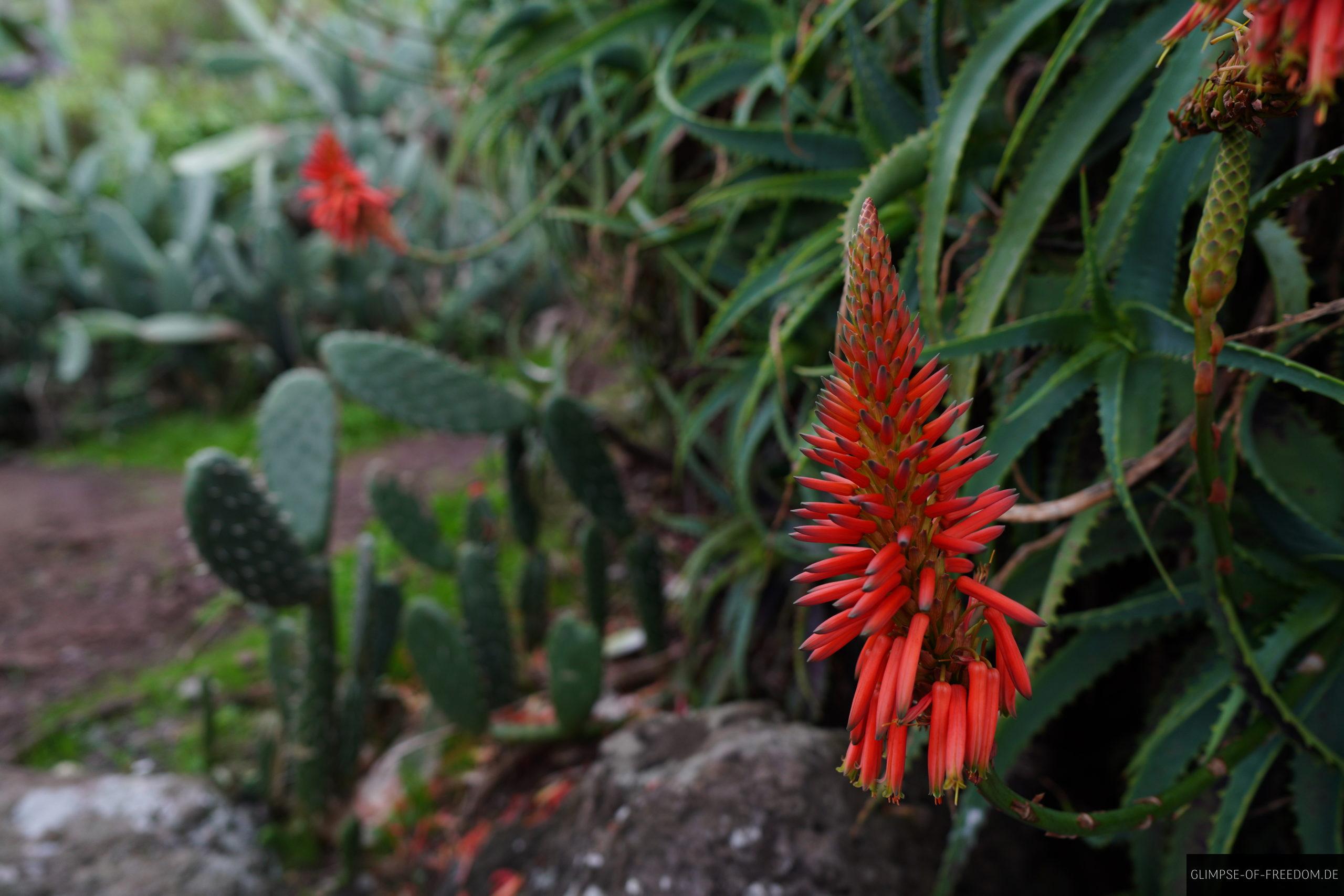 Pflanzen auf dem Pico do Facho scaled Pflanzen auf dem Pico do Facho