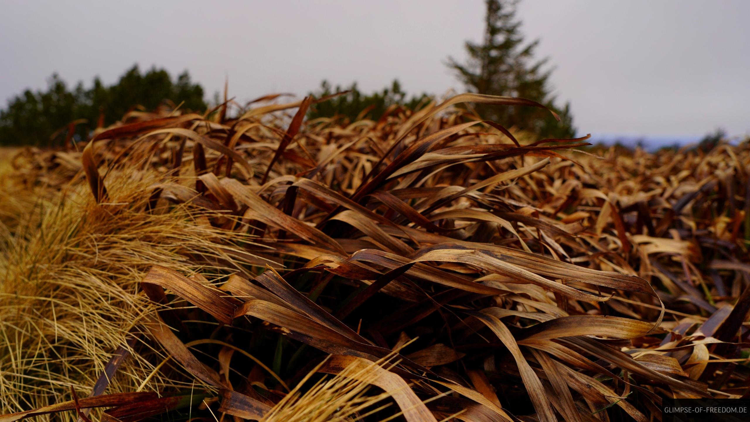 Pflanzen im Hochmoor Pflanzen im Hochmoor