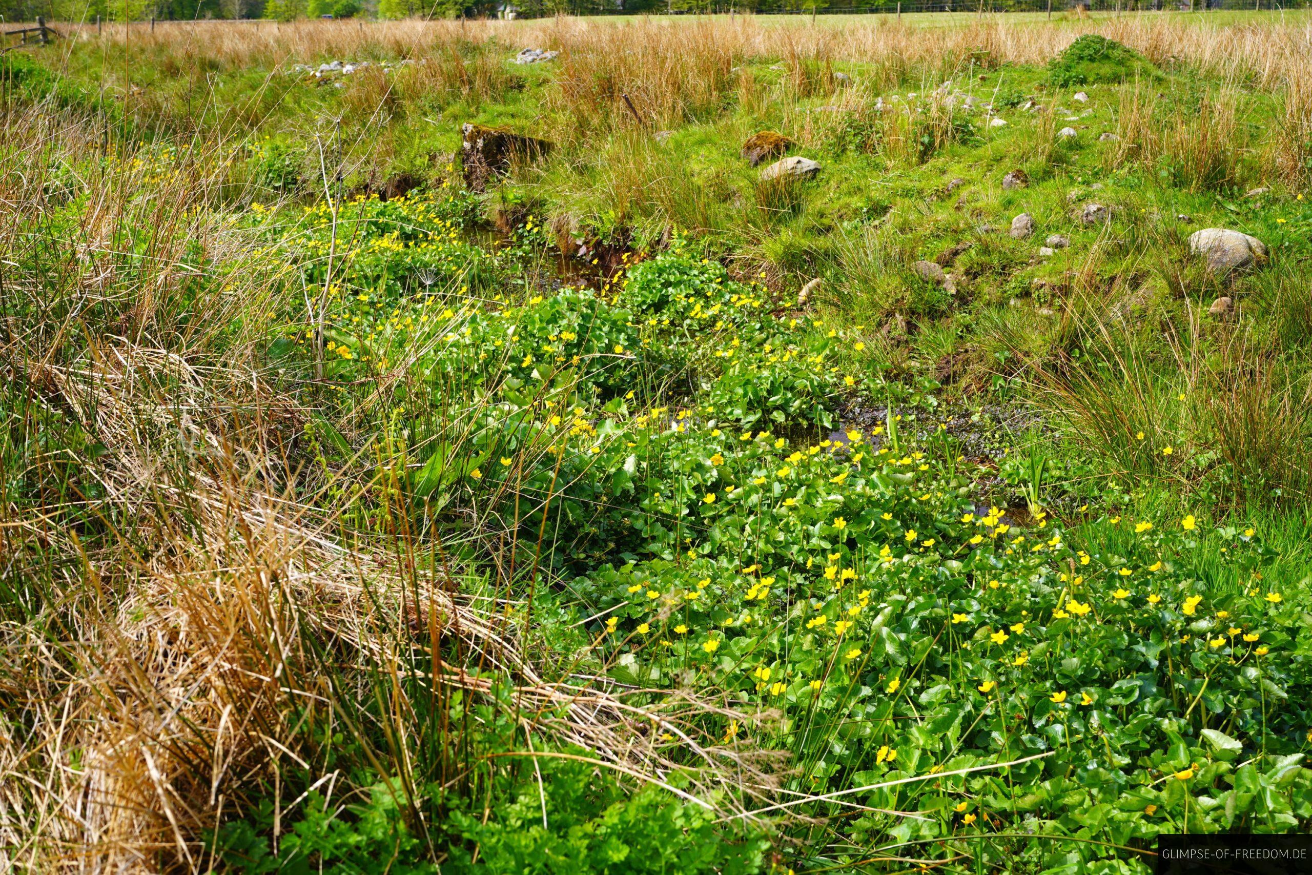 Pflanzen im Torf scaled Pflanzen im Torf