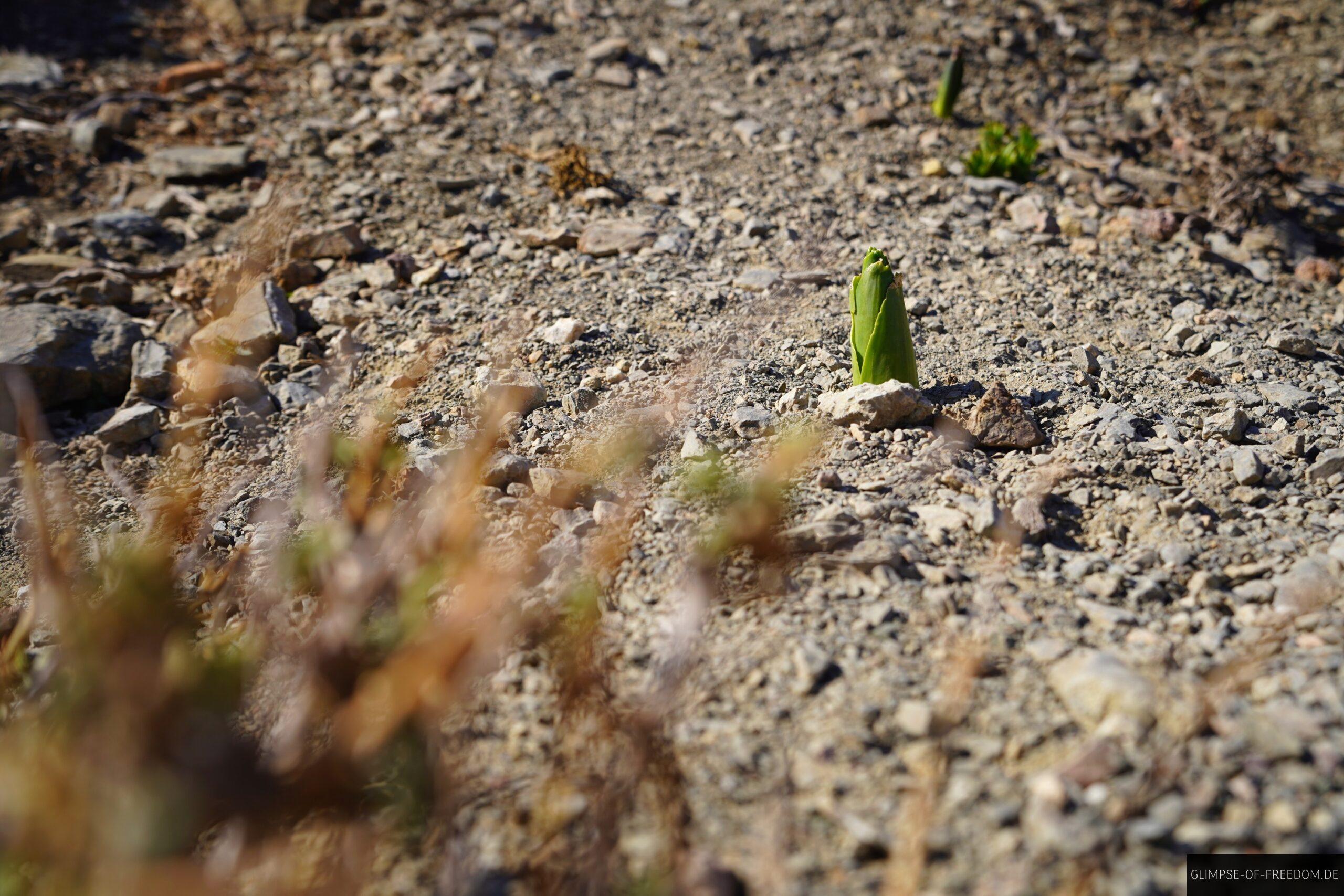 Pflanzen keimen in trockener Landschaft scaled Pflanzen keimen in trockener Landschaft
