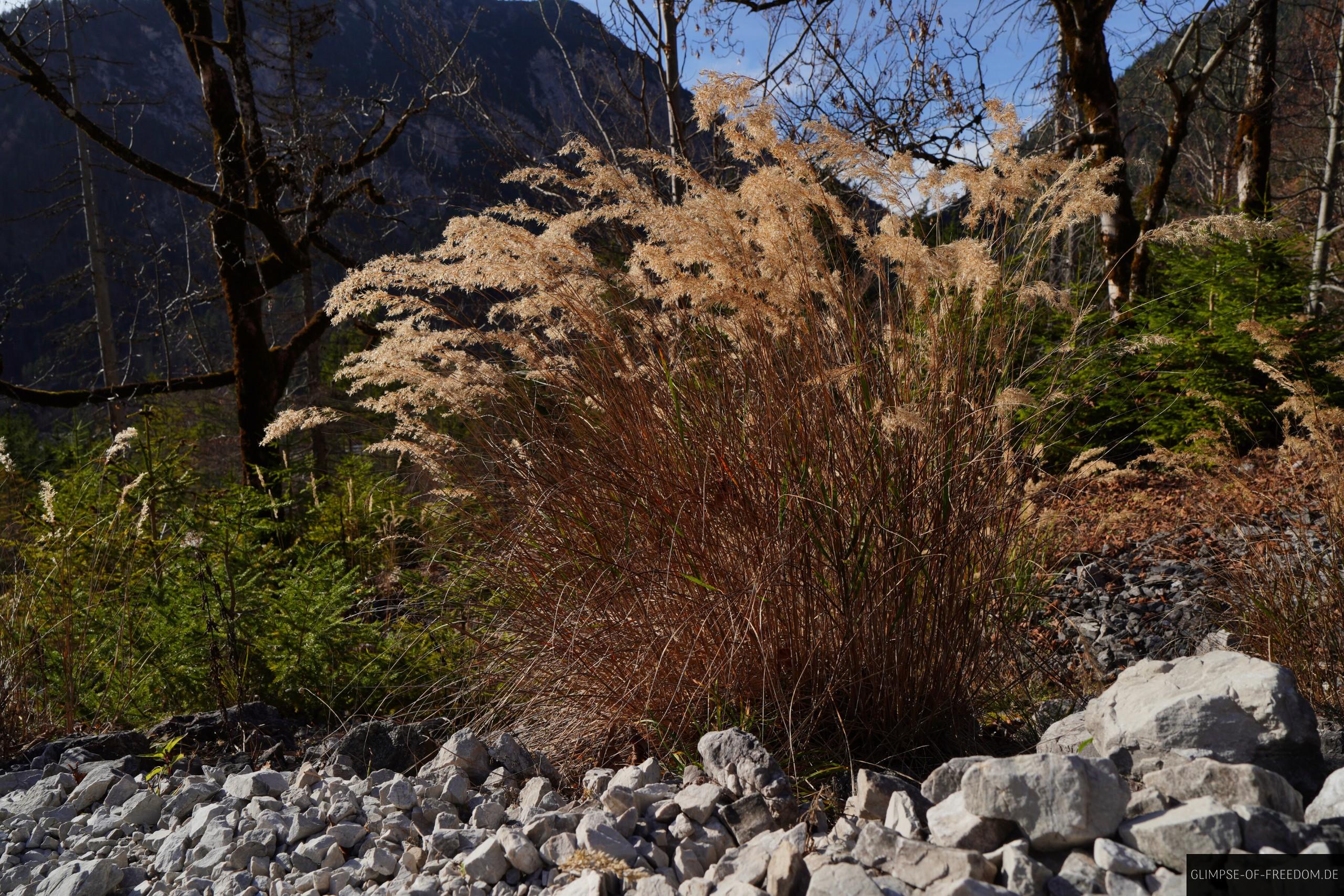 Pflanzenvielfalt am Schoenjoechl Plansee Pflanzenvielfalt am Schönjöchl Plansee