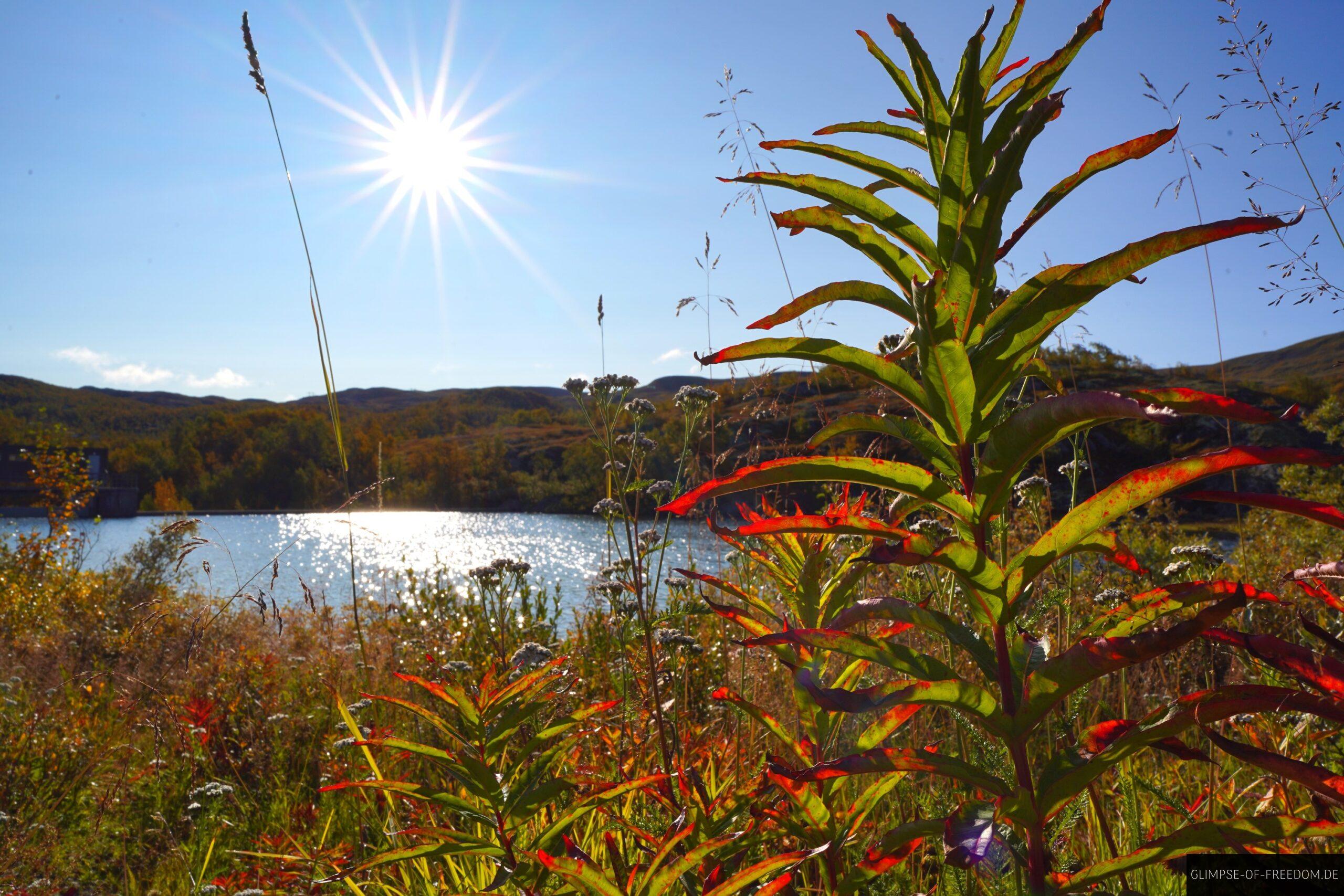 Pflanzenvielfalt auf der Geilo Wanderung scaled Pflanzenvielfalt auf der Geilo Wanderung