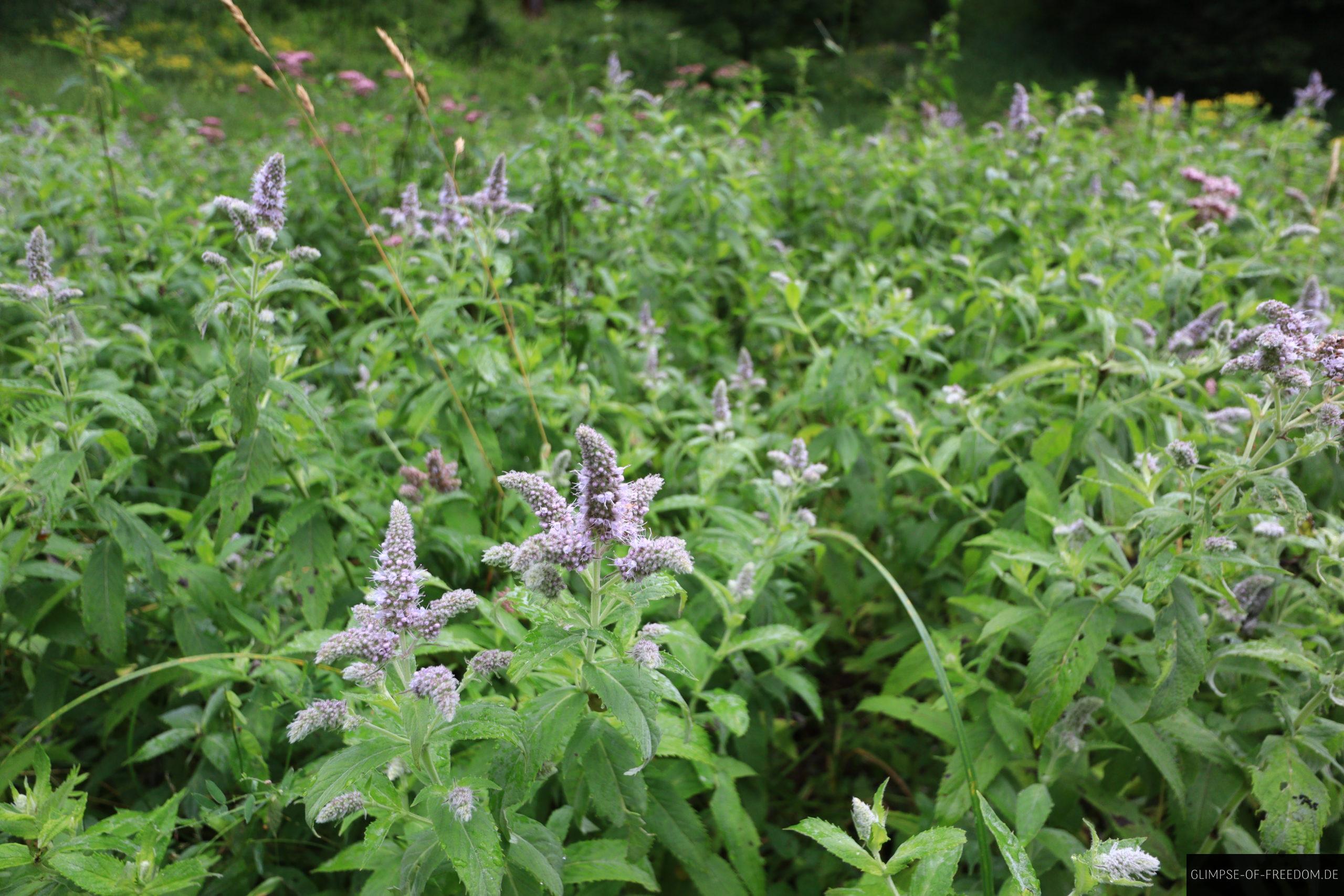 Pflanzenweld im Wald auf der Kuchelberg Wanderung scaled Pflanzenweld im Wald auf der Kuchelberg Wanderung
