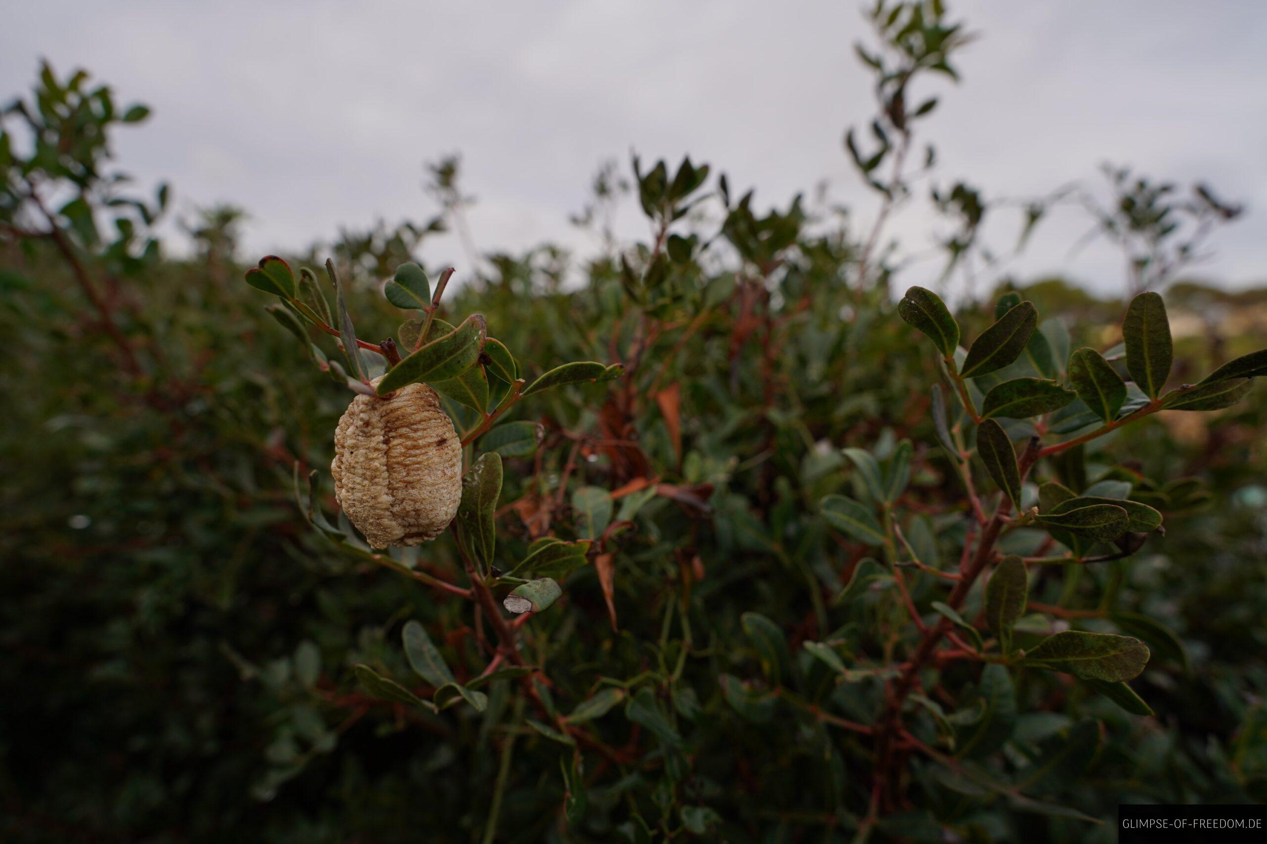 Pflanzenwelt Cala Mendia und Cala Anguila scaled Pflanzenwelt Cala Mendia und Cala Anguila