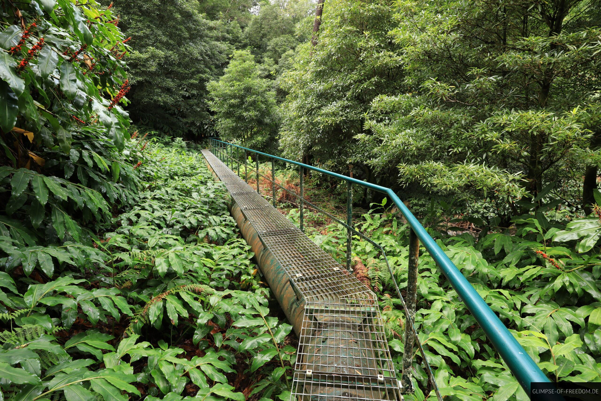 Pflanzenwelt am Cascata do Salto do Cabrito scaled Pflanzenwelt am Cascata do Salto do Cabrito.