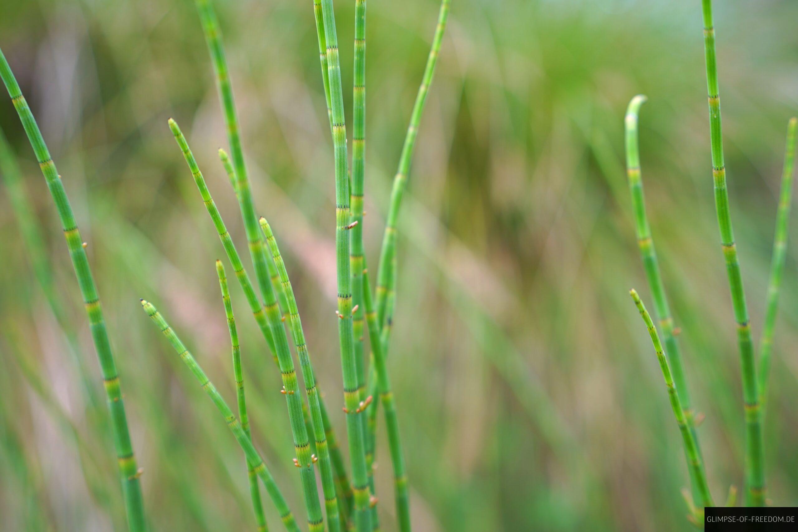 Pflanzenwelt am Fenor Bog Irland scaled Pflanzenwelt am Fenor Bog Irland