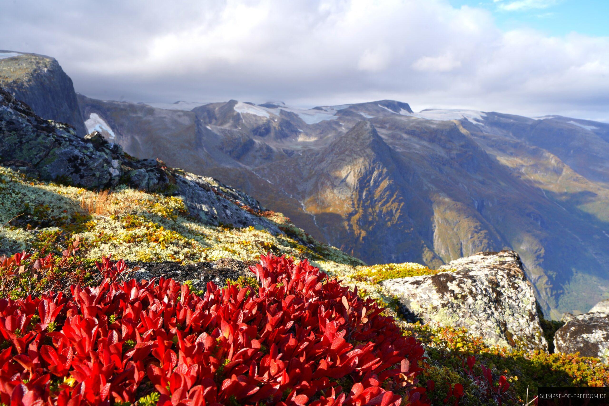 Pflanzenwelt am Kattanakken scaled Pflanzenwelt am Kattanakken