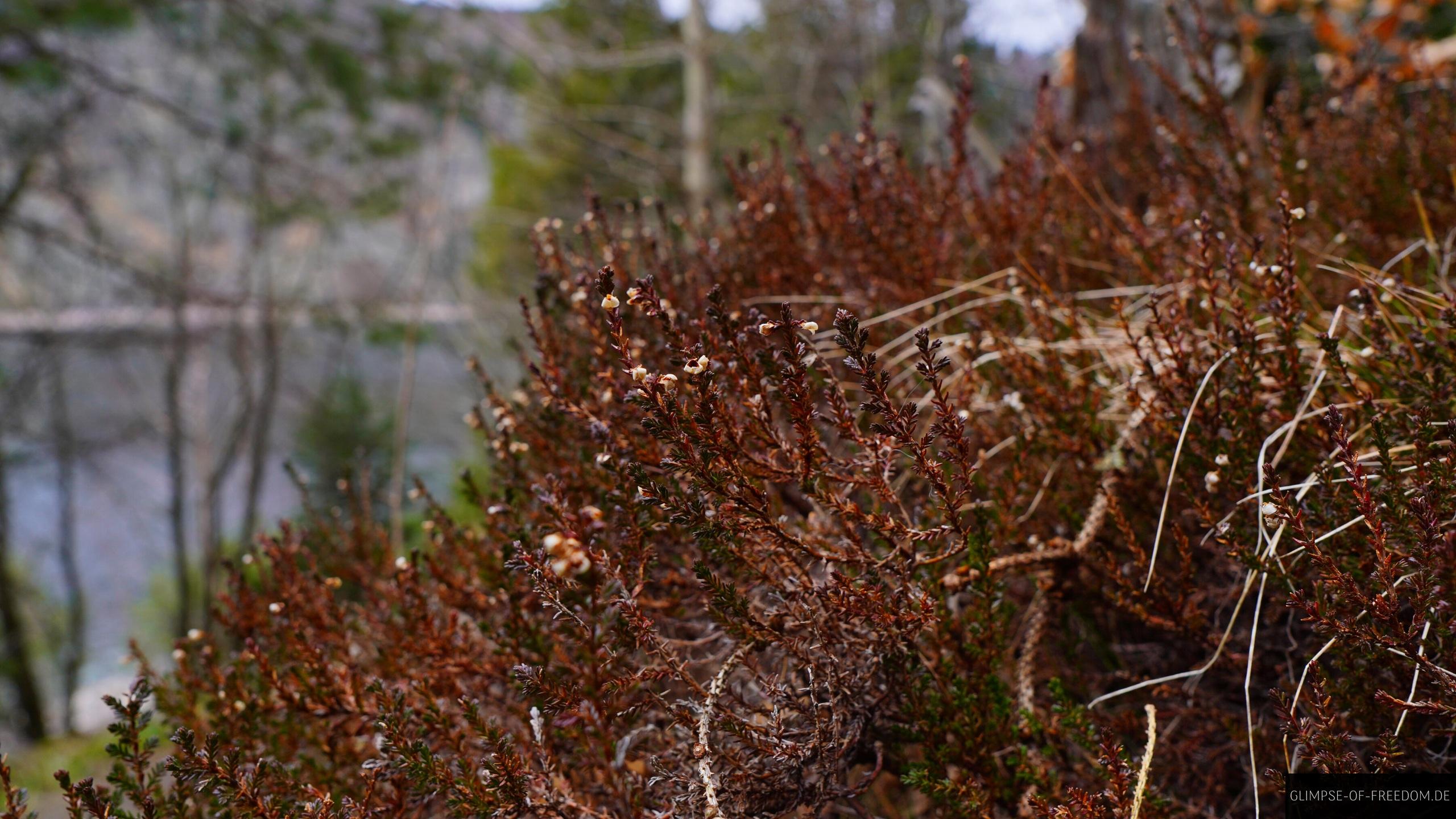 Pflanzenwelt am Lac Blank Frankreich Pflanzenwelt am Lac Blank Frankreich