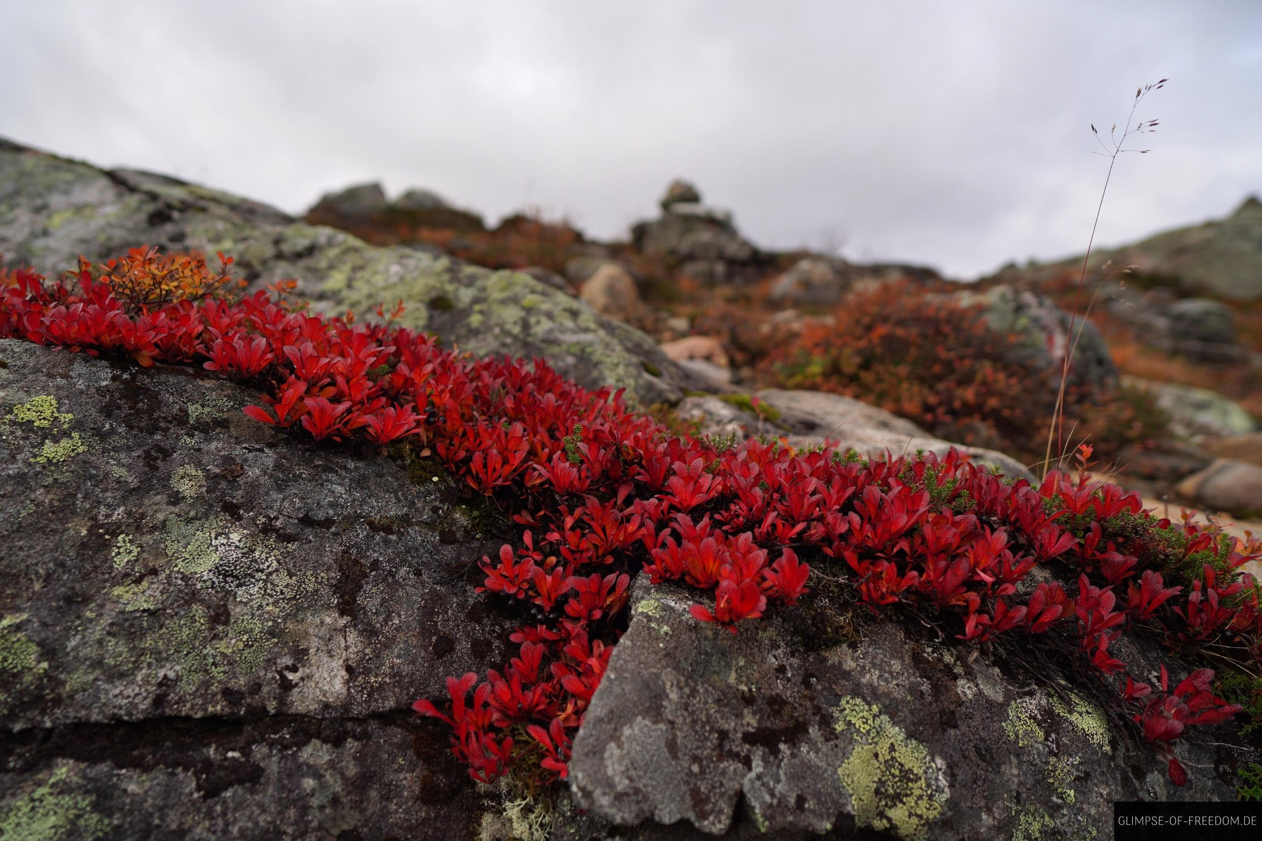 Pflanzenwelt am Litlefjellet Pflanzenwelt am Litlefjellet