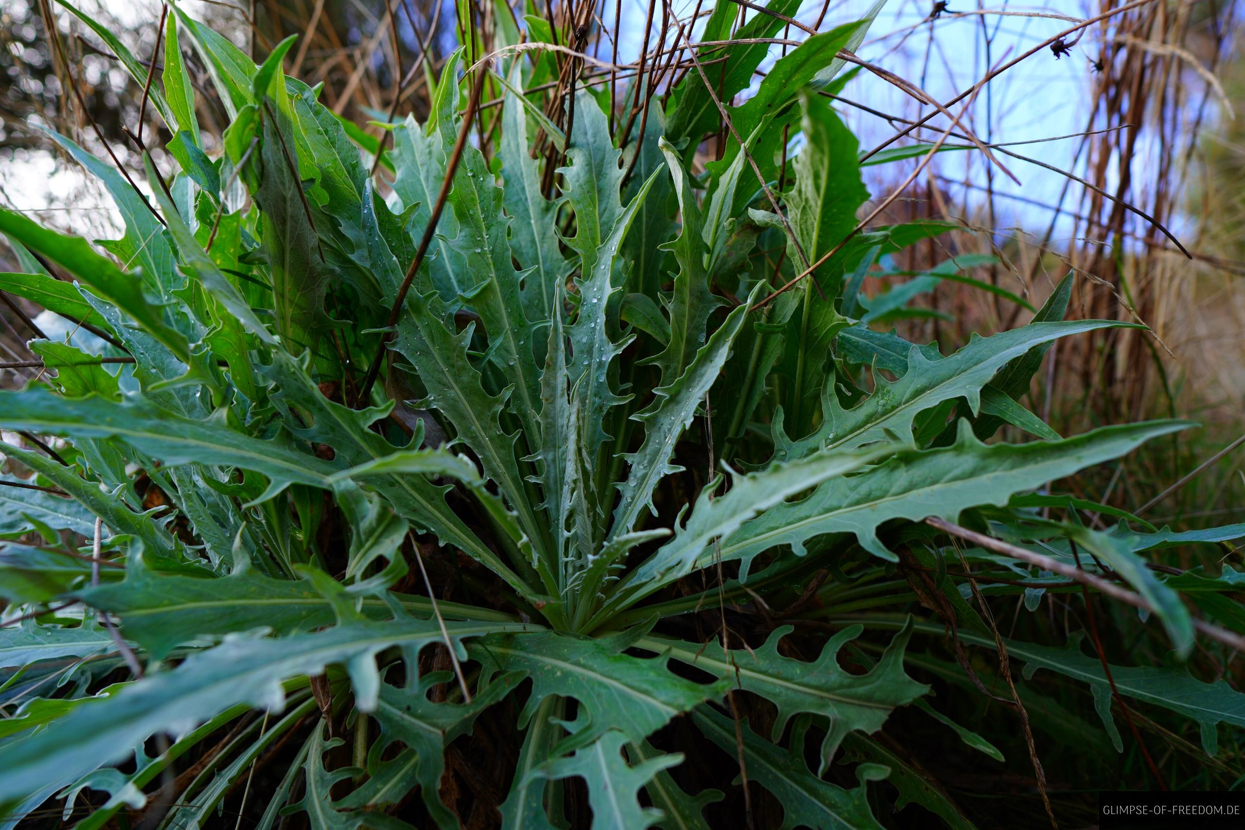 Pflanzenwelt am Pico Grande Pflanzenwelt am Pico Grande