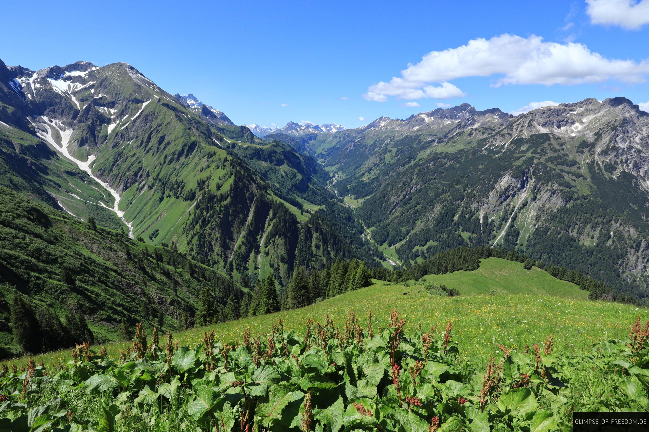 Pflanzenwelt am Wildengundkopf scaled Pflanzenwelt am Wildengundkopf