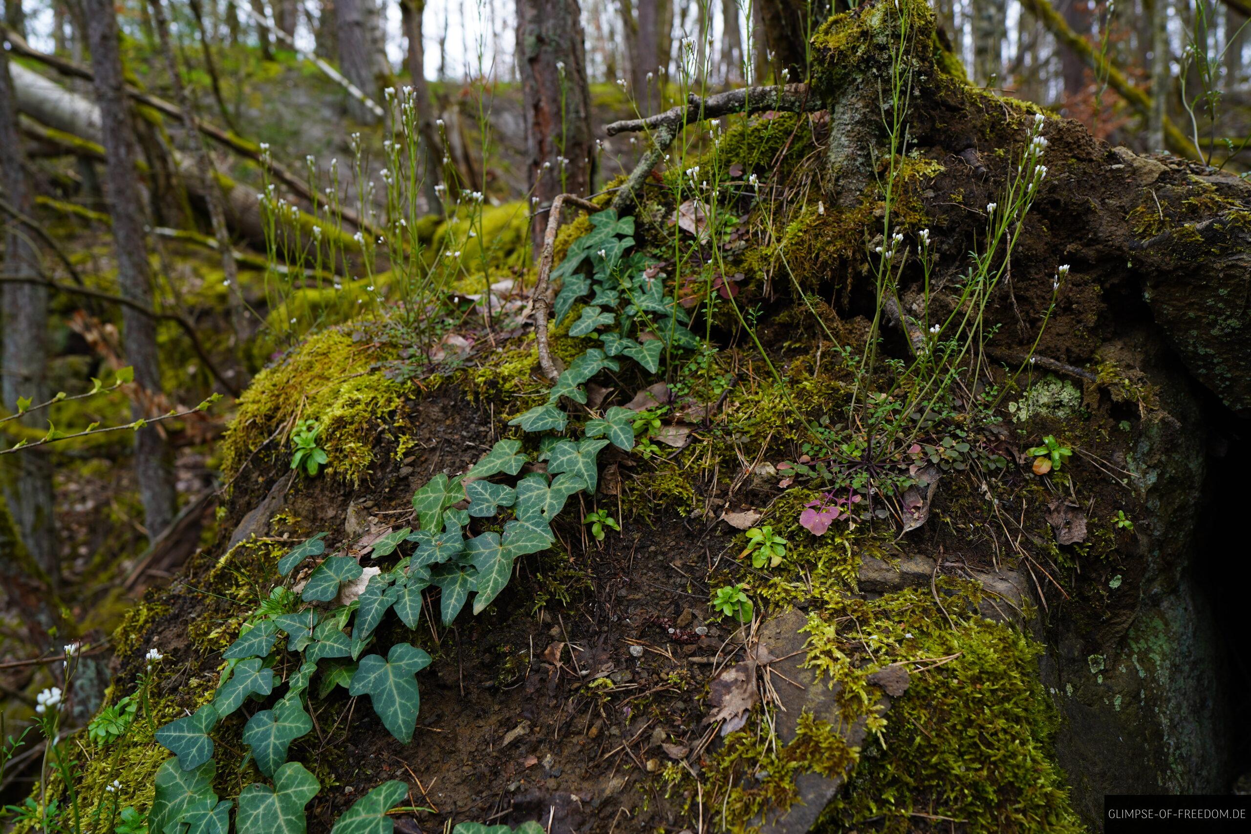Pflanzenwelt an den Dietesheimer Steinbruechen scaled Pflanzenwelt an den Dietesheimer Steinbrüchen