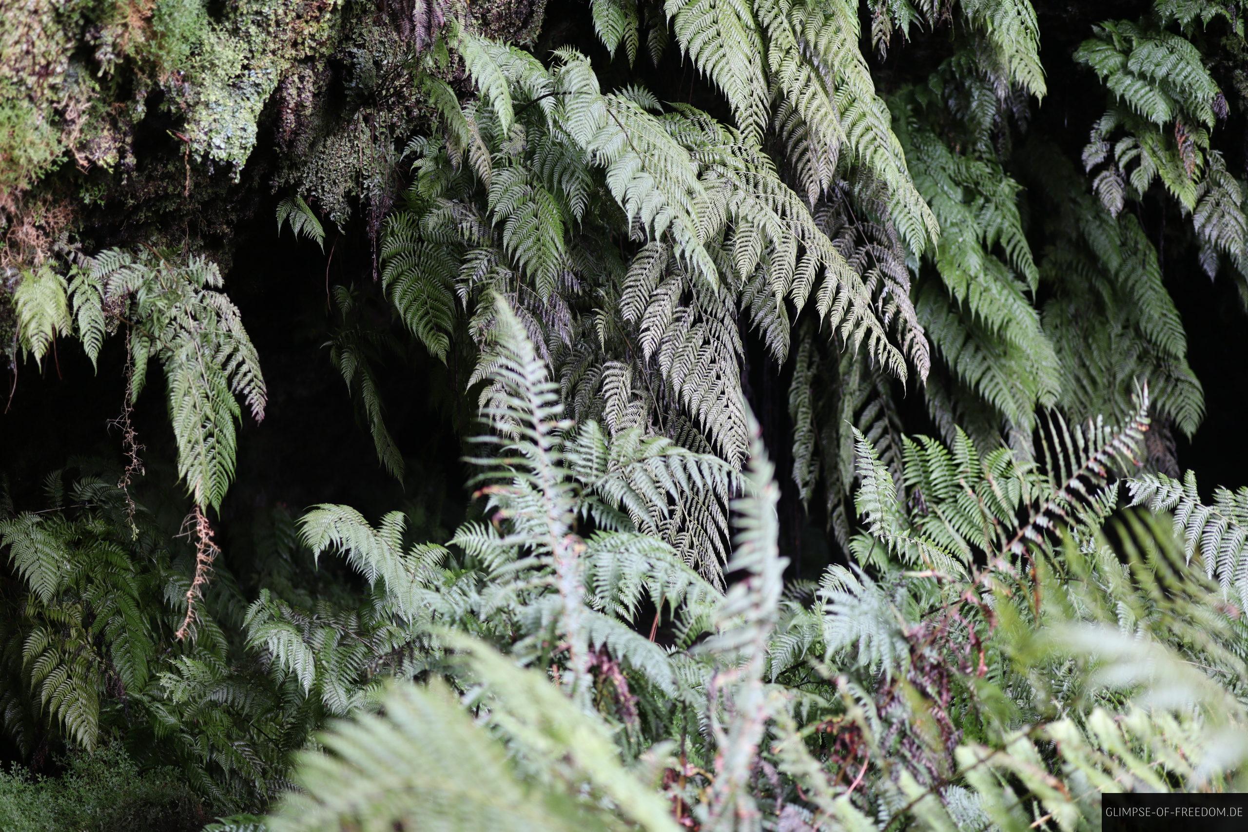 Pflanzenwelt an der Furna de Frei Matias scaled Pflanzenwelt an der Furna de Frei Matias