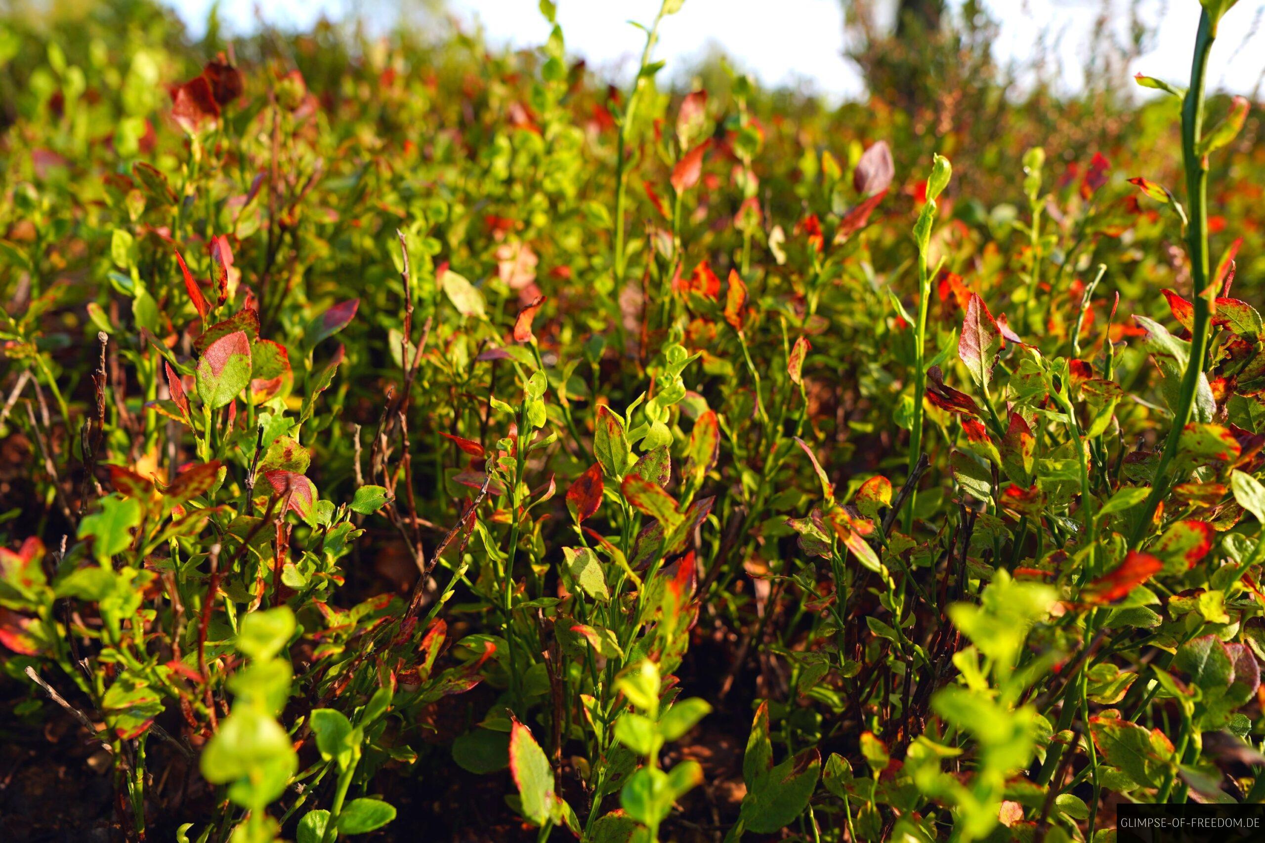 Pflanzenwelt an der Lueneburger Heide scaled Pflanzenwelt an der Lüneburger Heide
