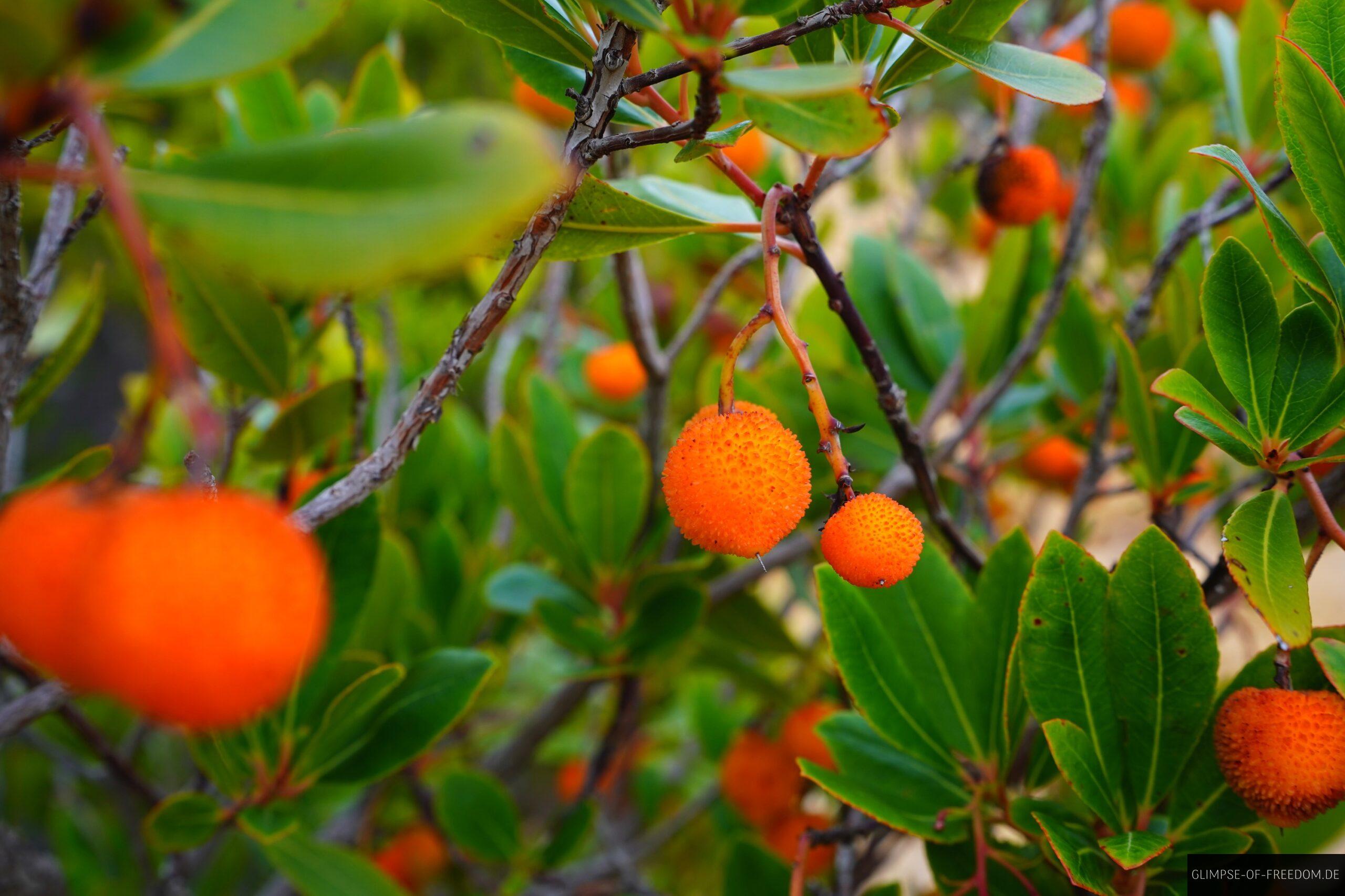 Pflanzenwelt auf Korsika am Sentir des Cretes scaled Pflanzenwelt auf Korsika am Sentir des Cretes