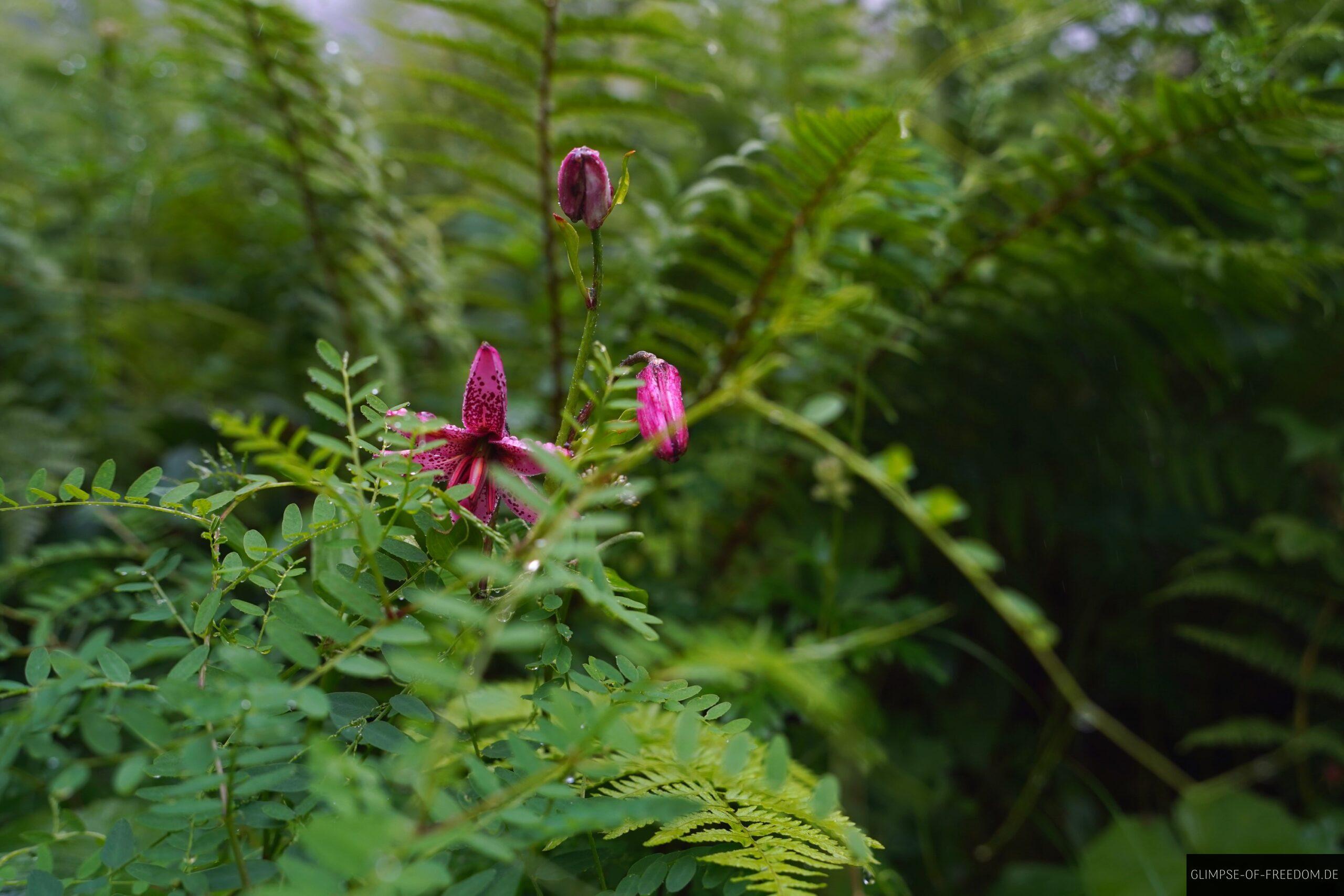 Pflanzenwelt auf der Imberger Horn Rundwanderung scaled Pflanzenwelt auf der Imberger Horn Rundwanderung