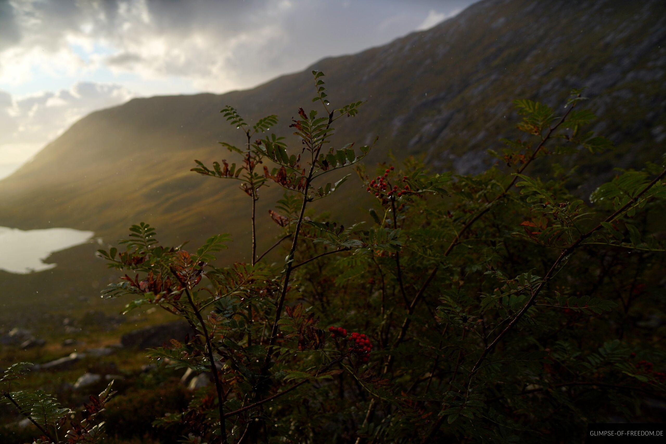 Pflanzenwelt auf der Vetvika Rundwanderung scaled Pflanzenwelt auf der Vetvika Rundwanderung