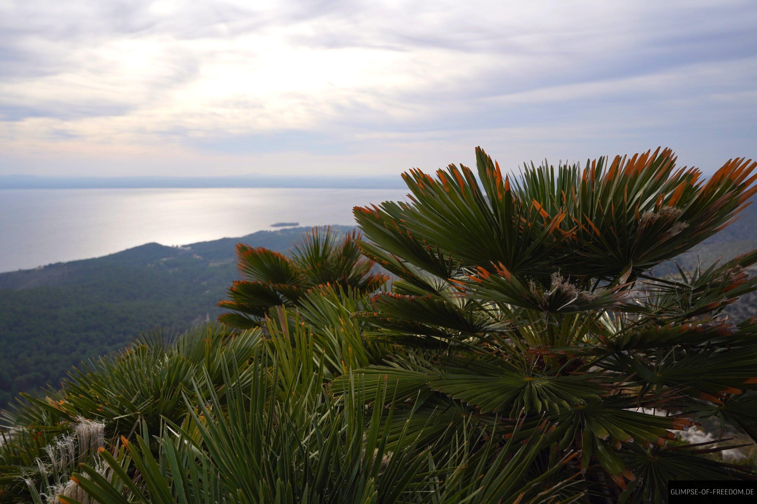 Pflanzenwelt bei Alcudia scaled Pflanzenwelt bei Alcudia