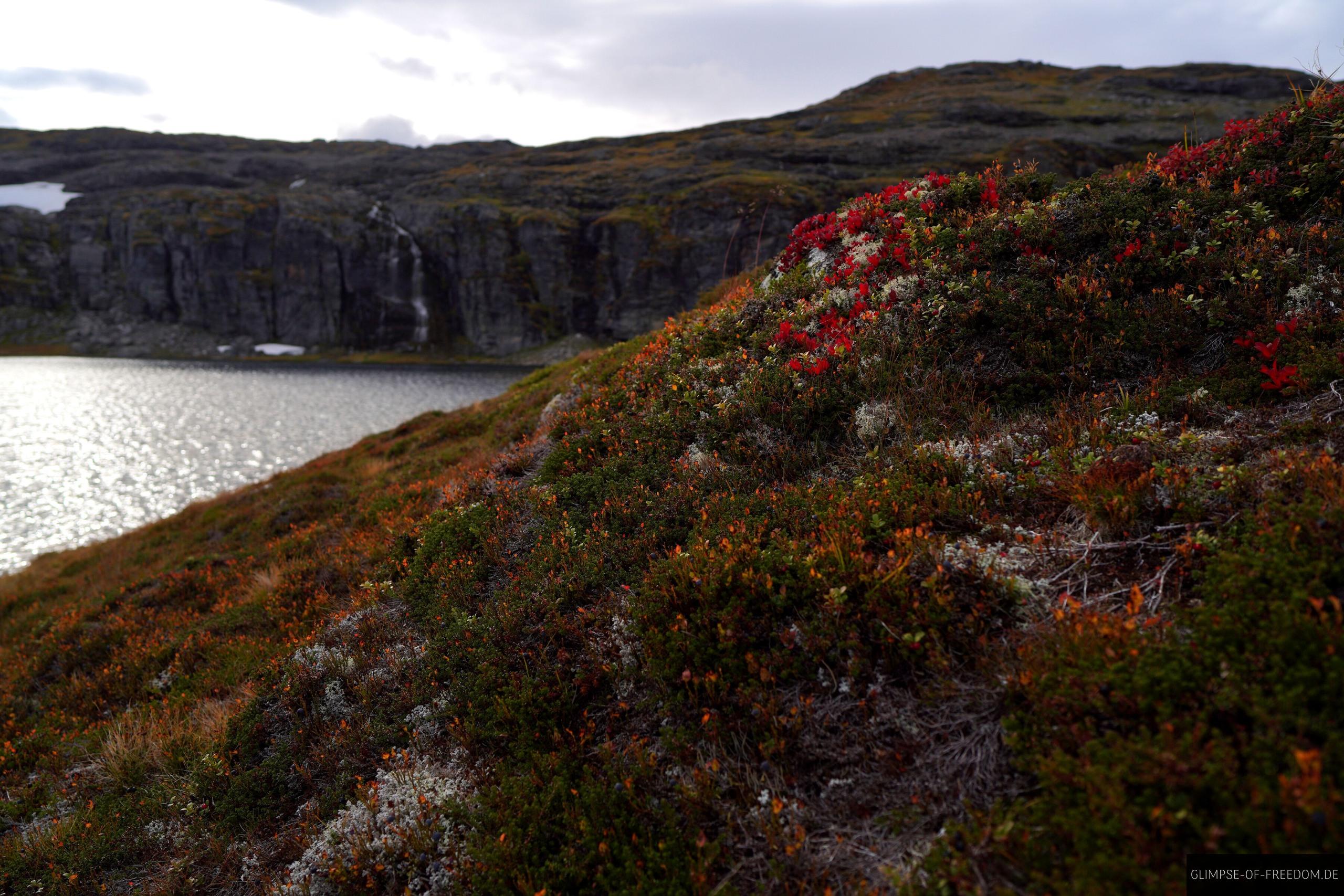Pflanzenwelt bei Flotane Pflanzenwelt bei Flotane
