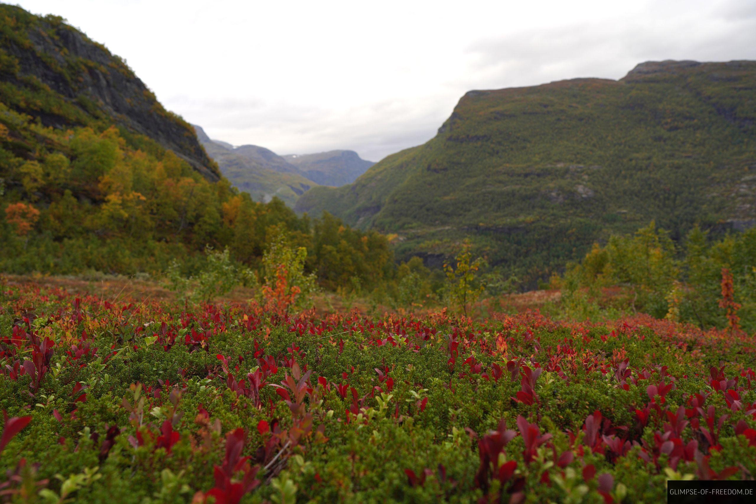 Pflanzenwelt bei Myrdal in Norwegen Pflanzenwelt bei Myrdal in Norwegen