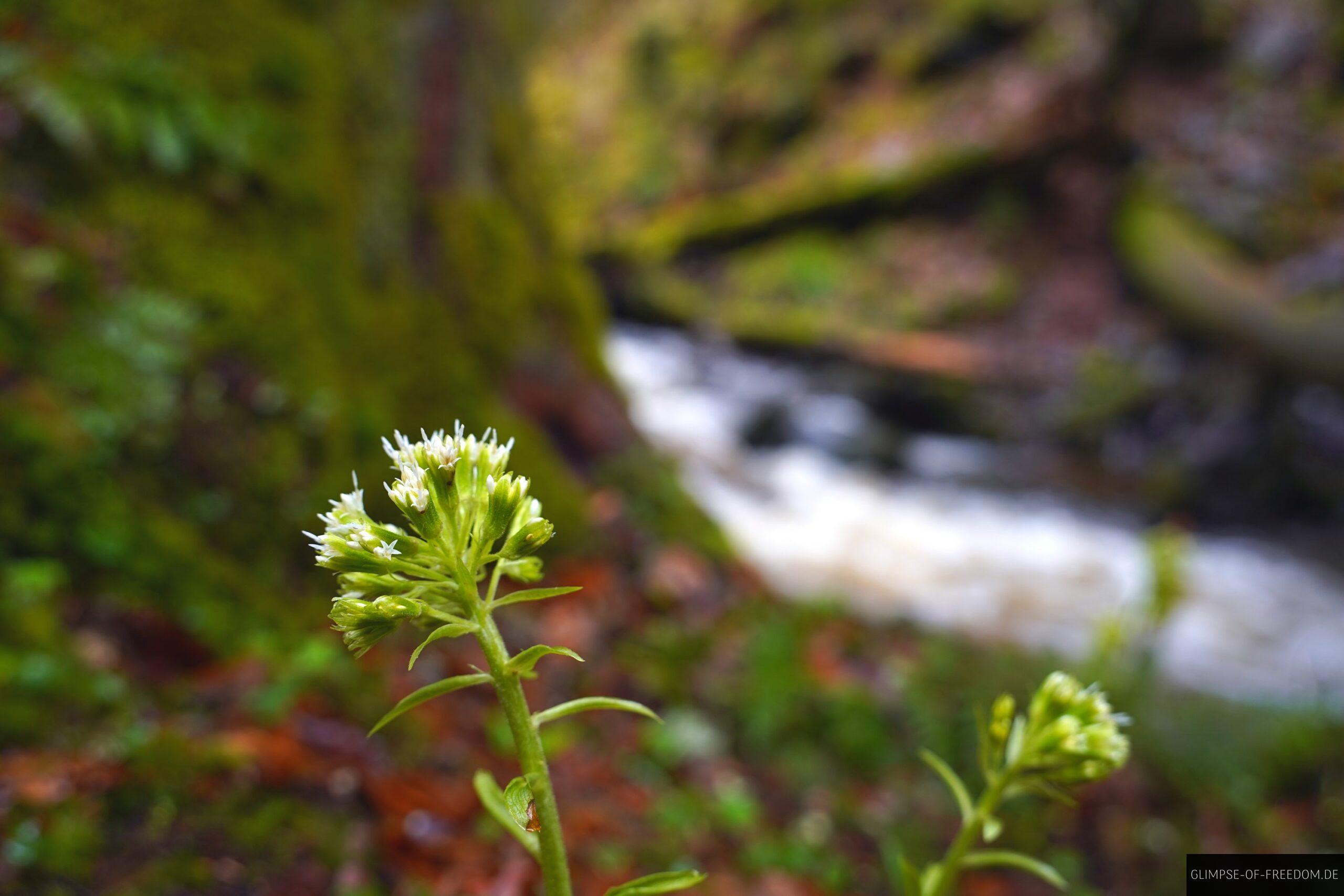 Pflanzenwelt der Ravennaschlucht scaled Pflanzenwelt der Ravennaschlucht