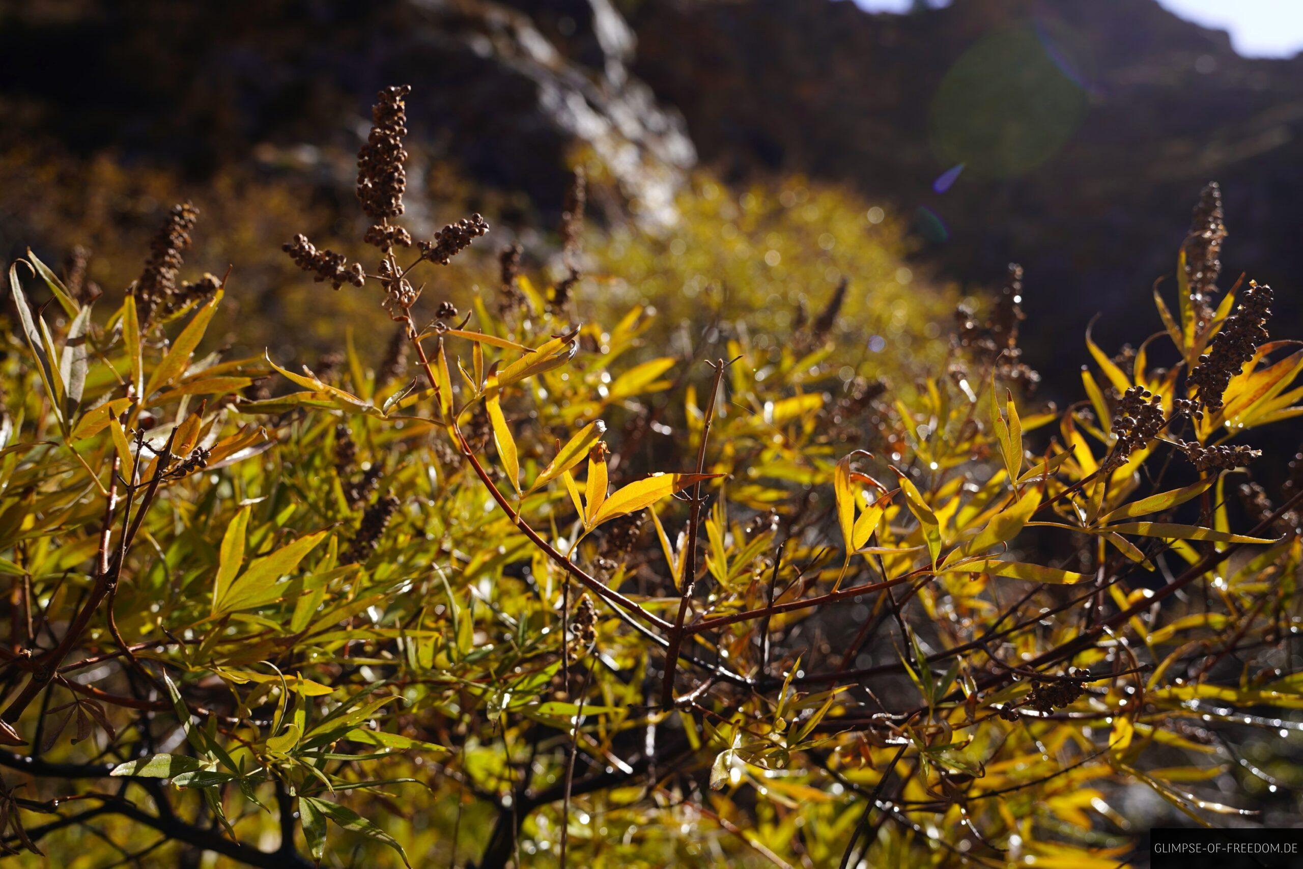 Pflanzenwelt in der Aradena Schlucht scaled Pflanzenwelt in der Aradena Schlucht