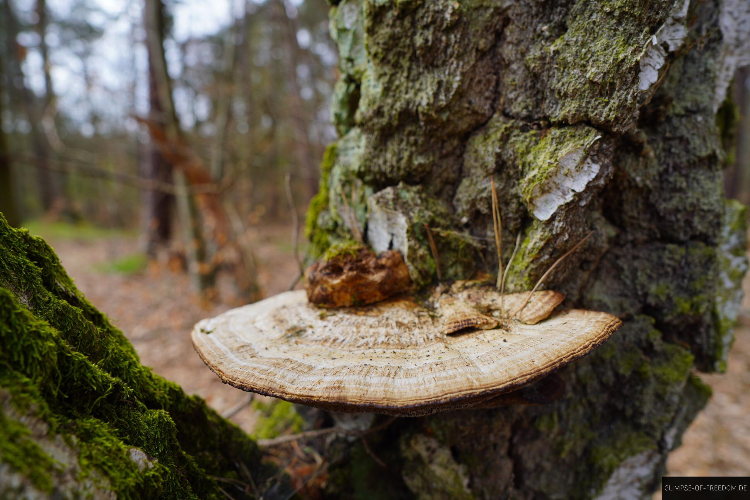 Pilz am Baum scaled Pilz am Baum