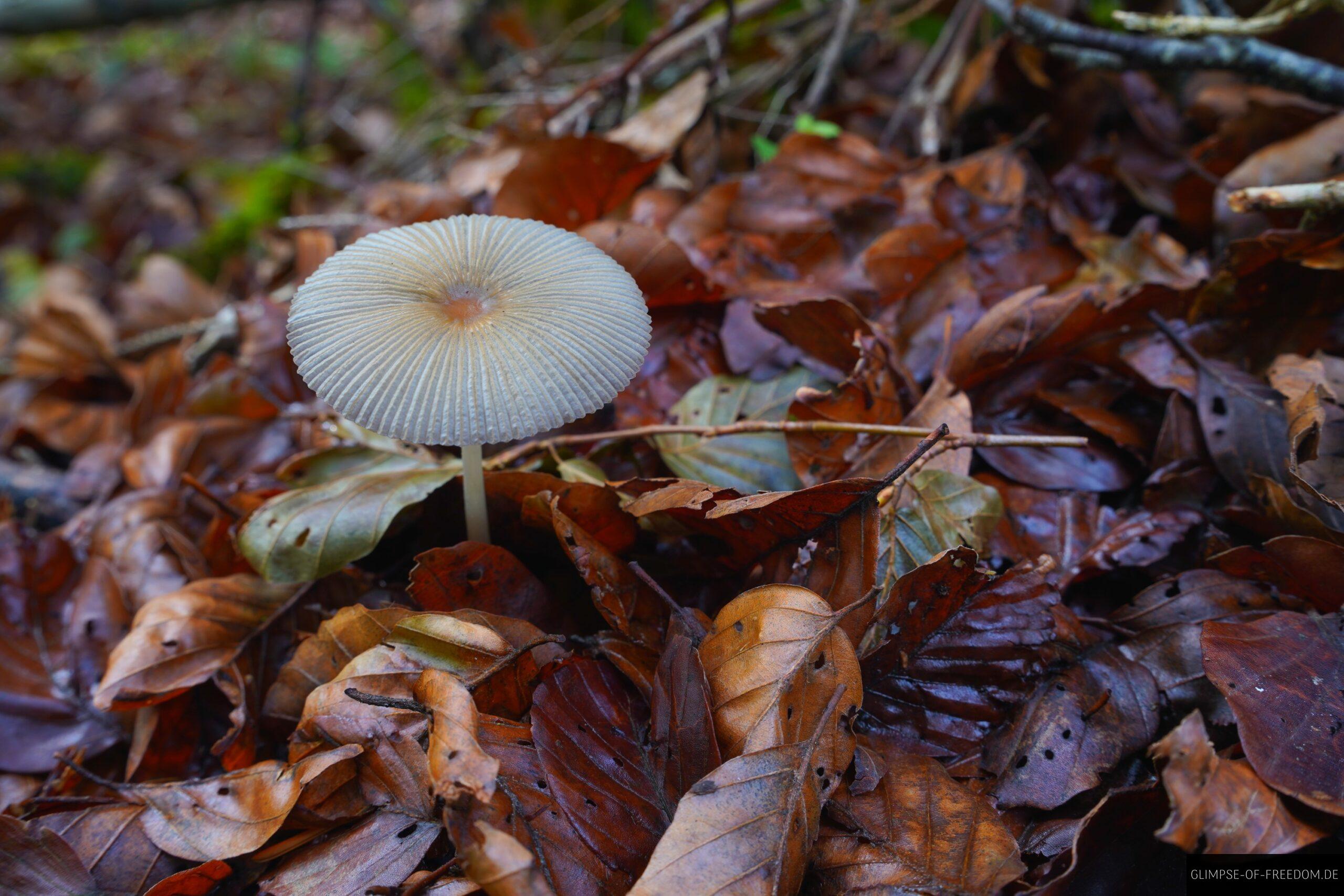 Pilz im Laub scaled Pilz im Laub