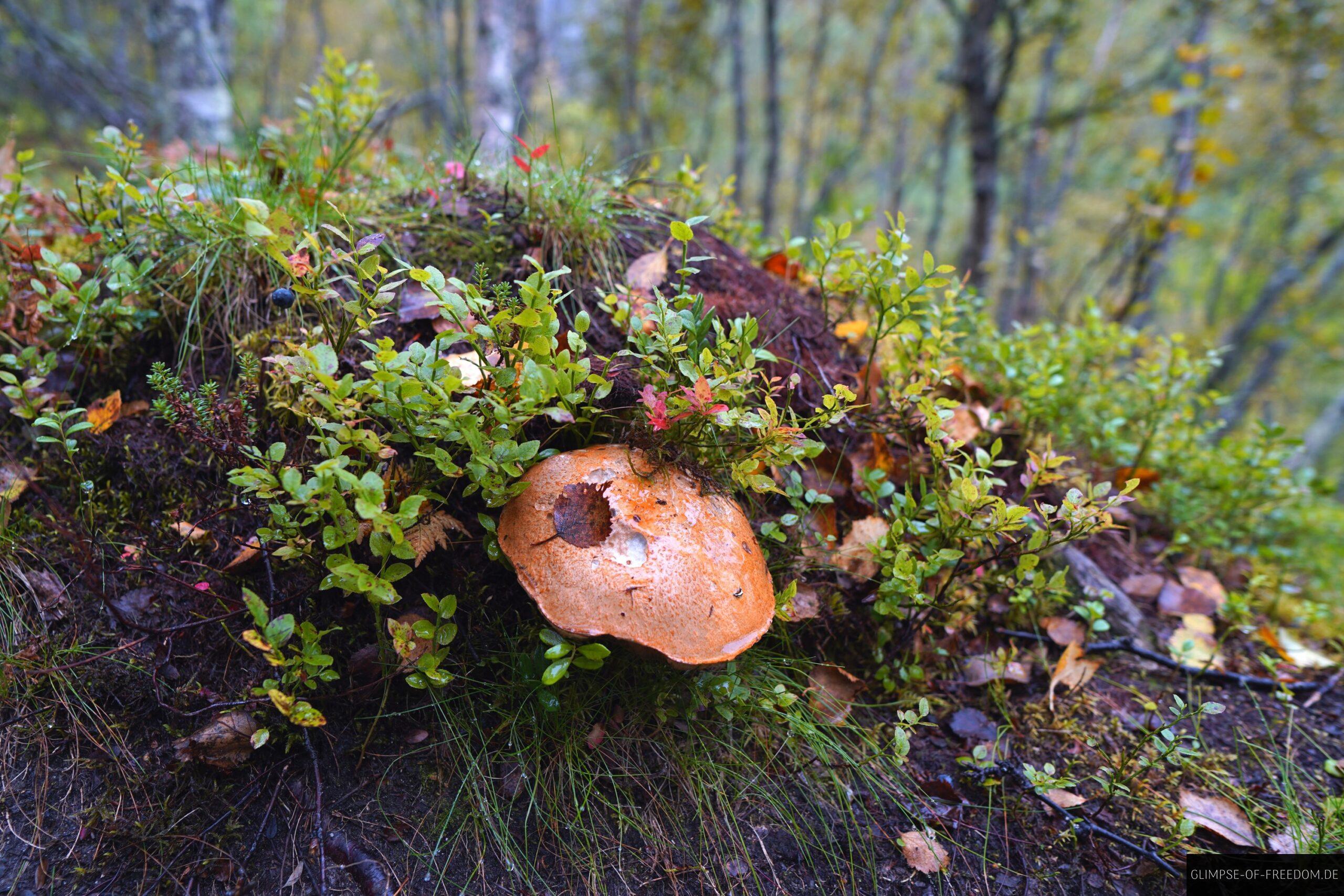 Pilze am Hivjufossen Wanderweg scaled Pilze am Hivjufossen Wanderweg