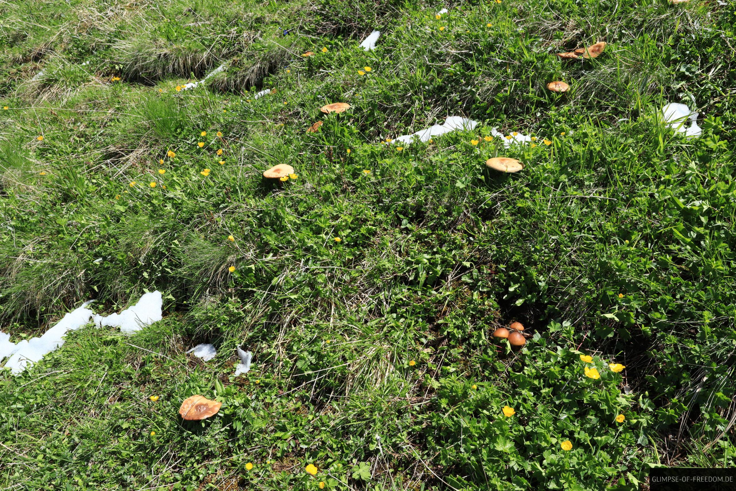 Pilze am Wildengundkopf scaled Pilze am Wildengundkopf