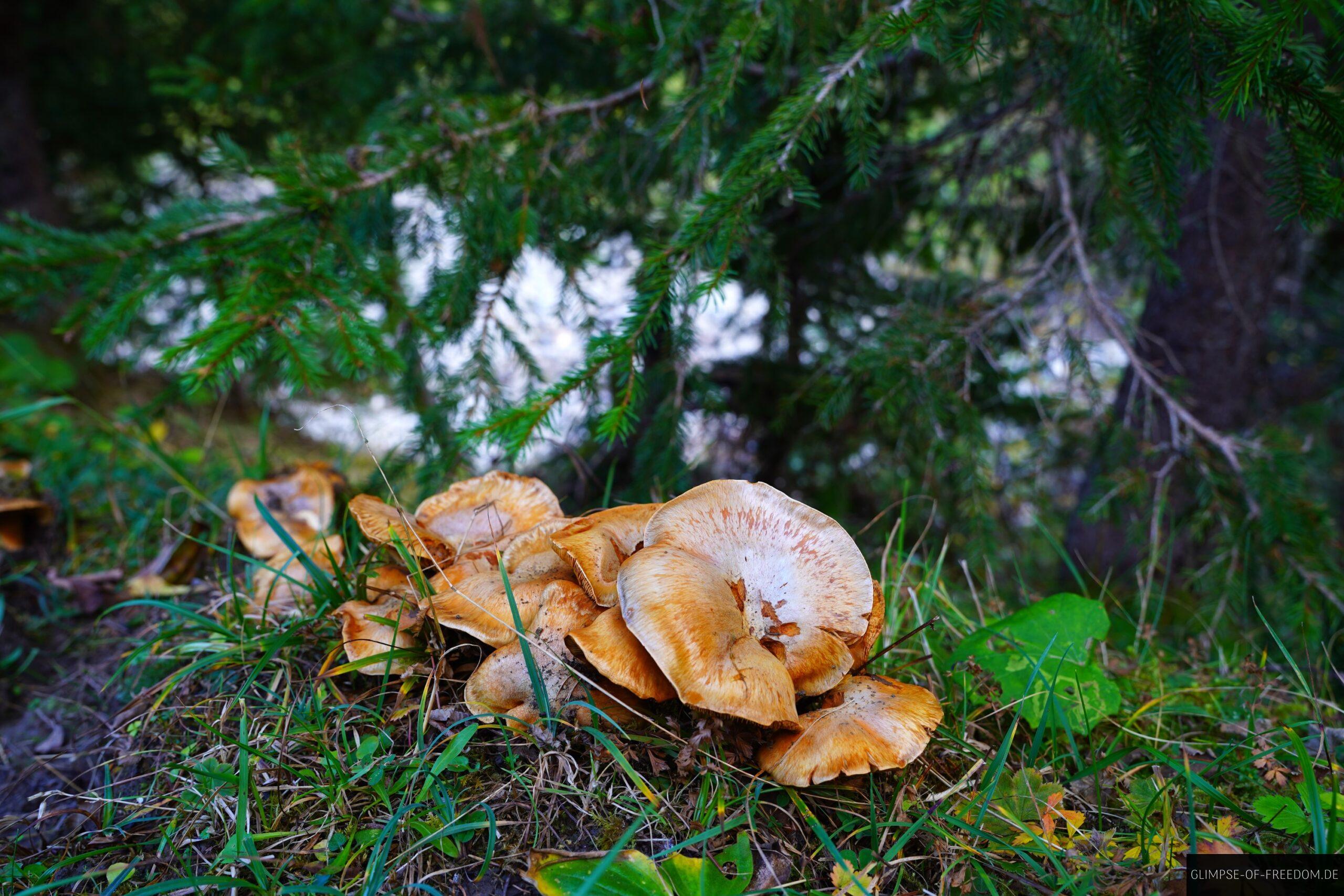 Pilze bei Bichlbaechle scaled Pilze bei Bichlbächle